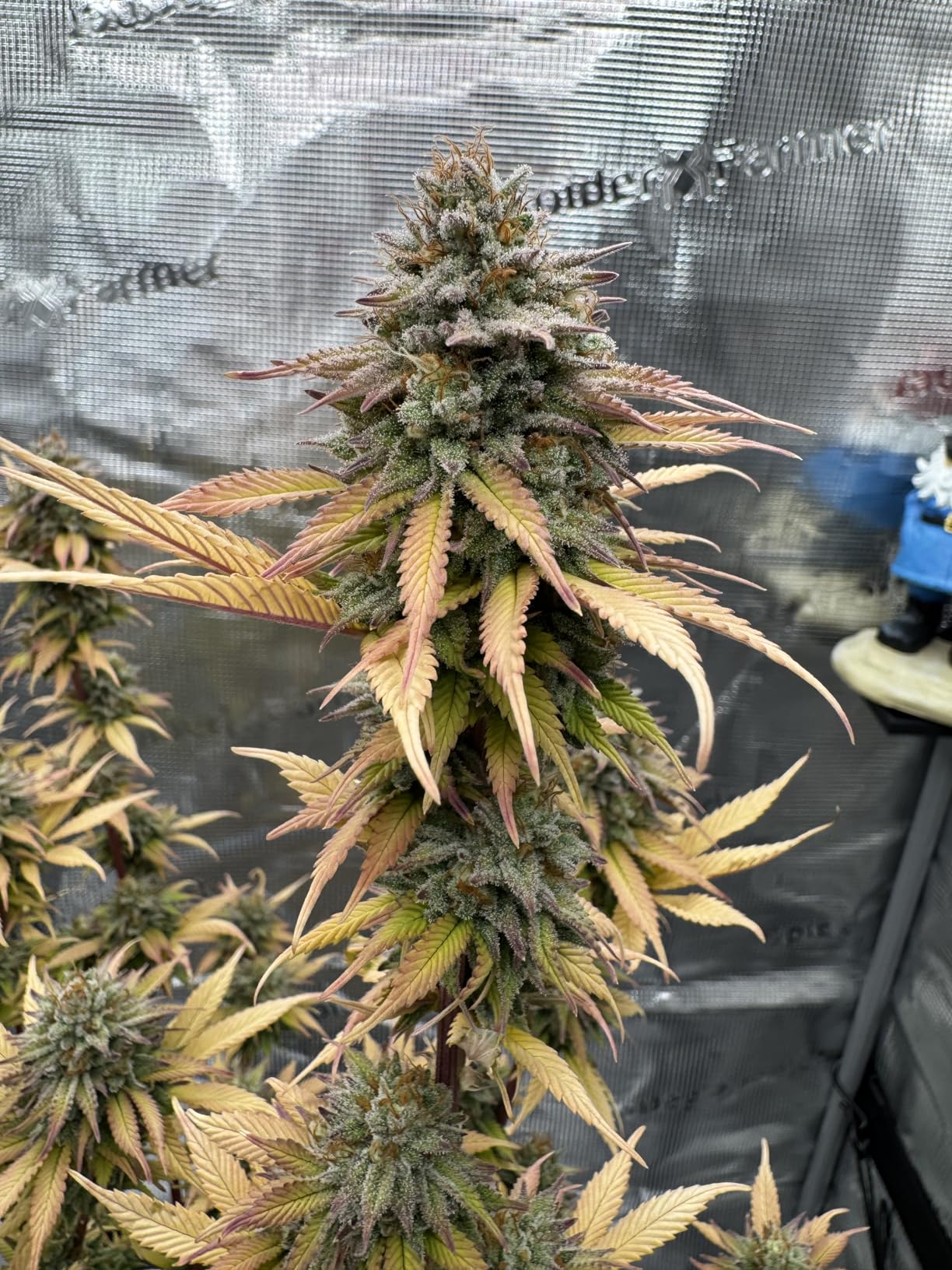 Spider Farmer 5L Cool Mist Plant Humidifier with Hose for Indoor Grow Tent customer photo 1