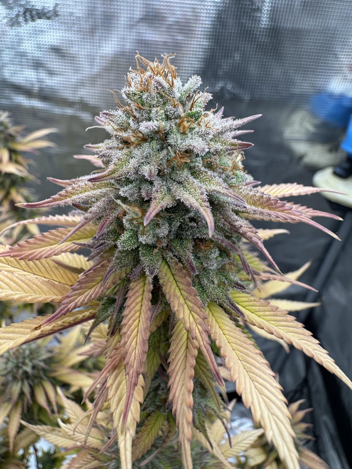 Spider Farmer 5L Cool Mist Plant Humidifier with Hose for Indoor Grow Tent customer photo 2