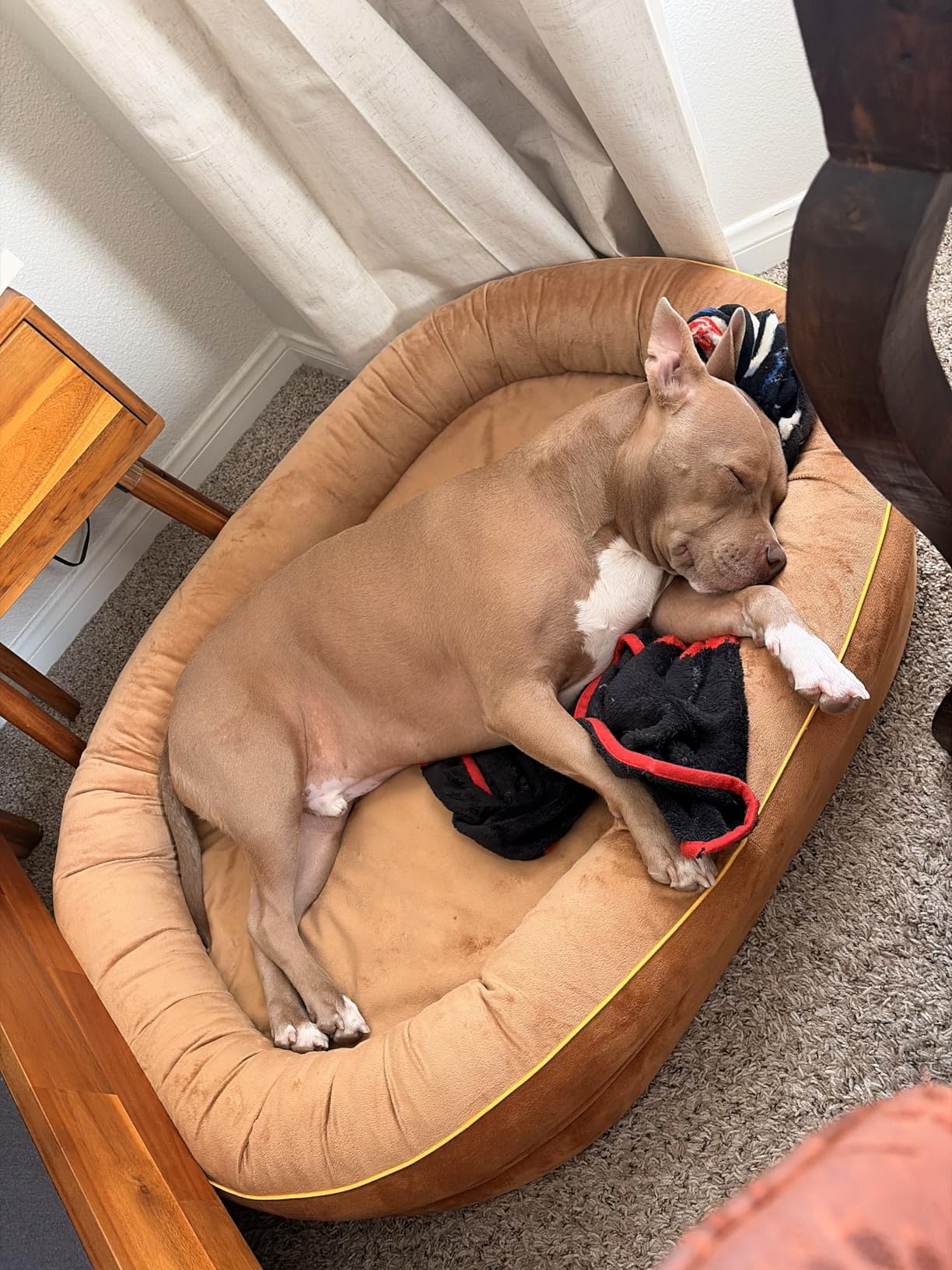 CWAWZ XL Orthopedic Dog Bed with Full-Surround Bolsters, Extra Large Dog Bed with Gel-Infused Cooling Foam customer photo 1