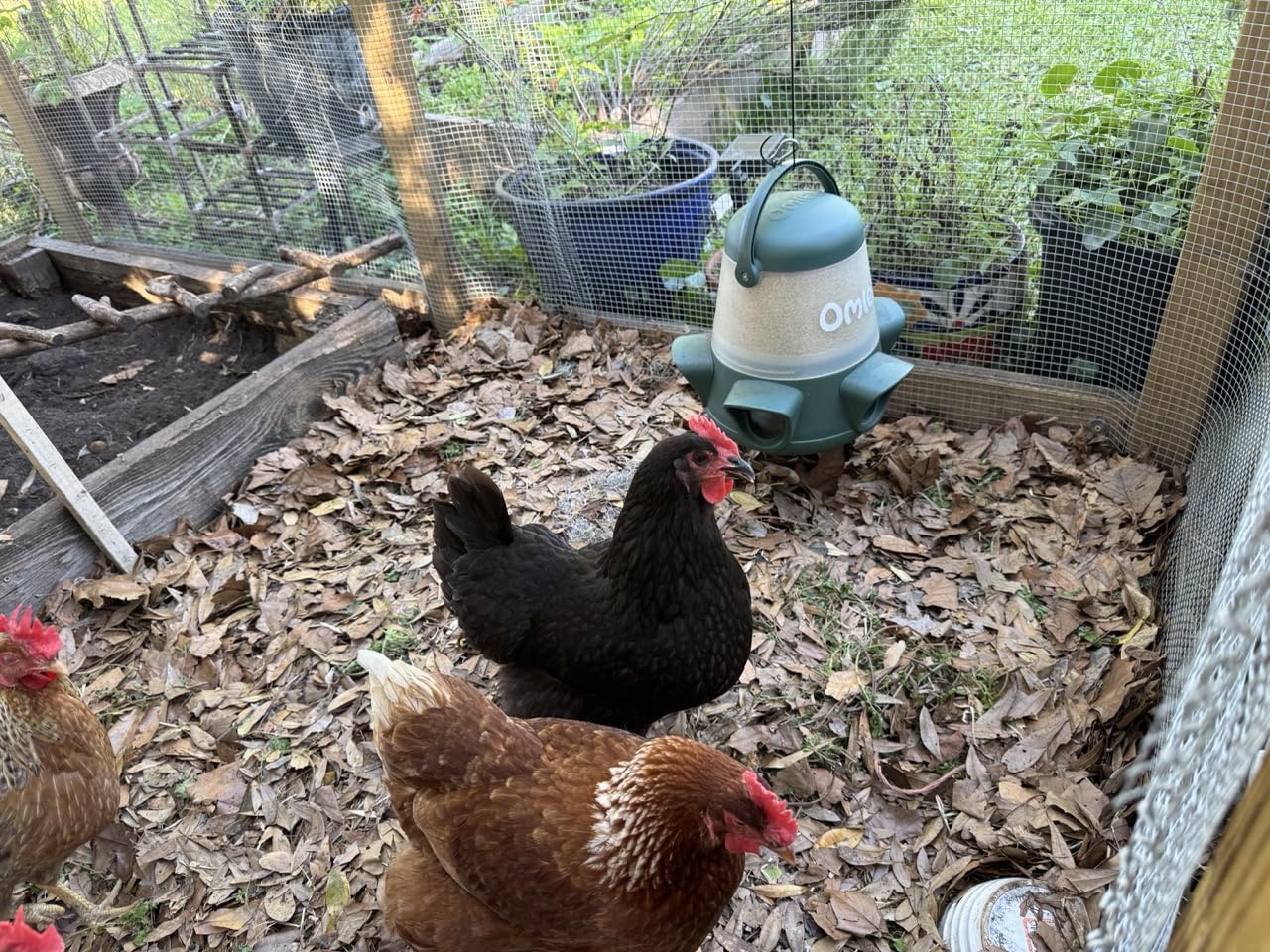 Omlet No Waste Chicken Feeder | No Spill Poultry Feeder | BPA Free 5 Anti-Bully Ports | Easy to Clean | Feeds 6 Hens for 7 Days | 12lb customer photo 1