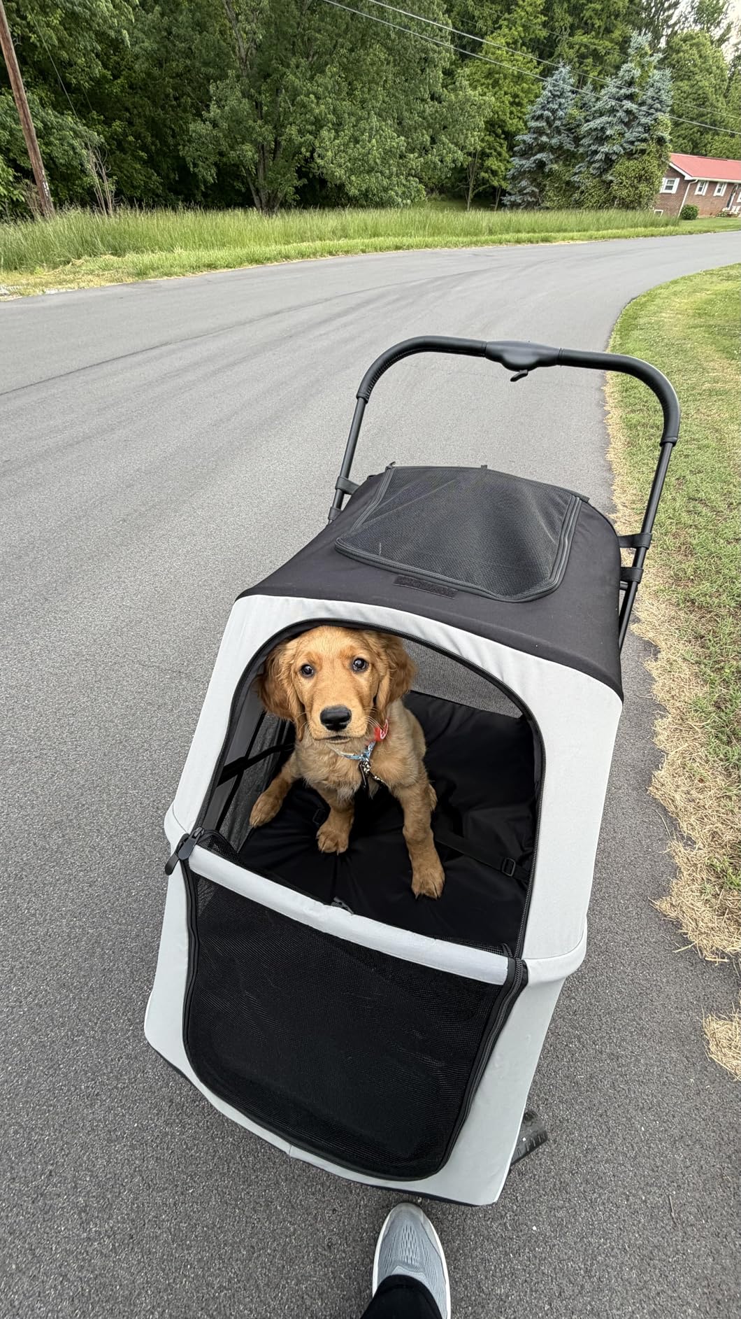 Dog Stroller for Large & Medium Dogs, 4 Wheels Pet Stroller for Large Dogs up to 120lbs, Extra Large Dog Stroller with Foldable Design, Sun Shades, Storage Pocket, Breathable Mesh customer photo 1
