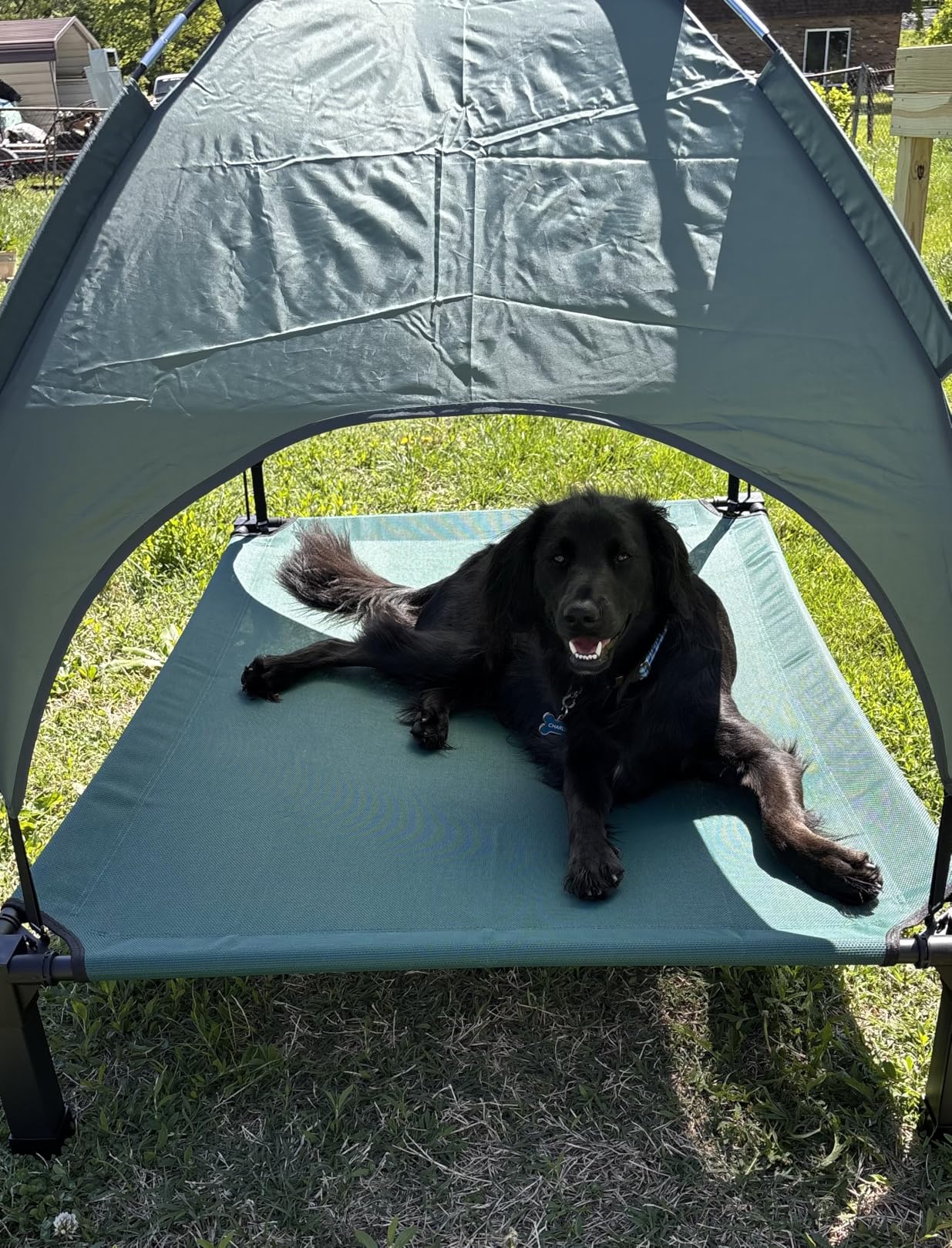 Heeyoo Elevated Dog Bed with Removable Canopy, Portable Dog Cot with Sun Protection Shade Tent, Raised Pet Cooling Cot Bed for Dogs, 42in customer photo 2