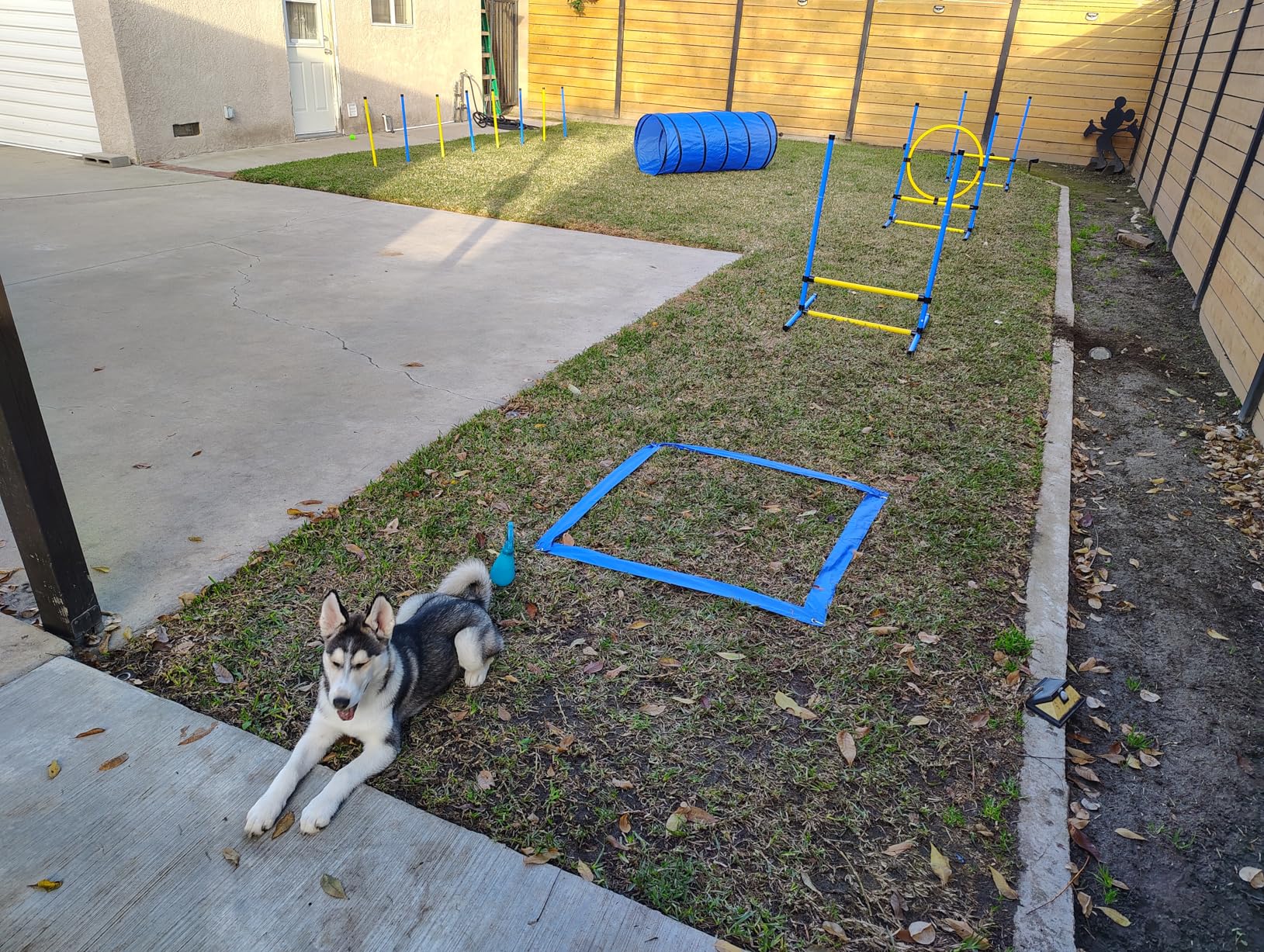 Dog Agility Course Backyard Set, Dog Agility Equipment, Pet obstacle Course Backyard with 6 Dual Mode Weave Poles, 2 Adjustable Hurdle, Jump Ring, Tunnel, Pause Box, Toy Balls and 2 Carrying Bags,Pink customer photo 1