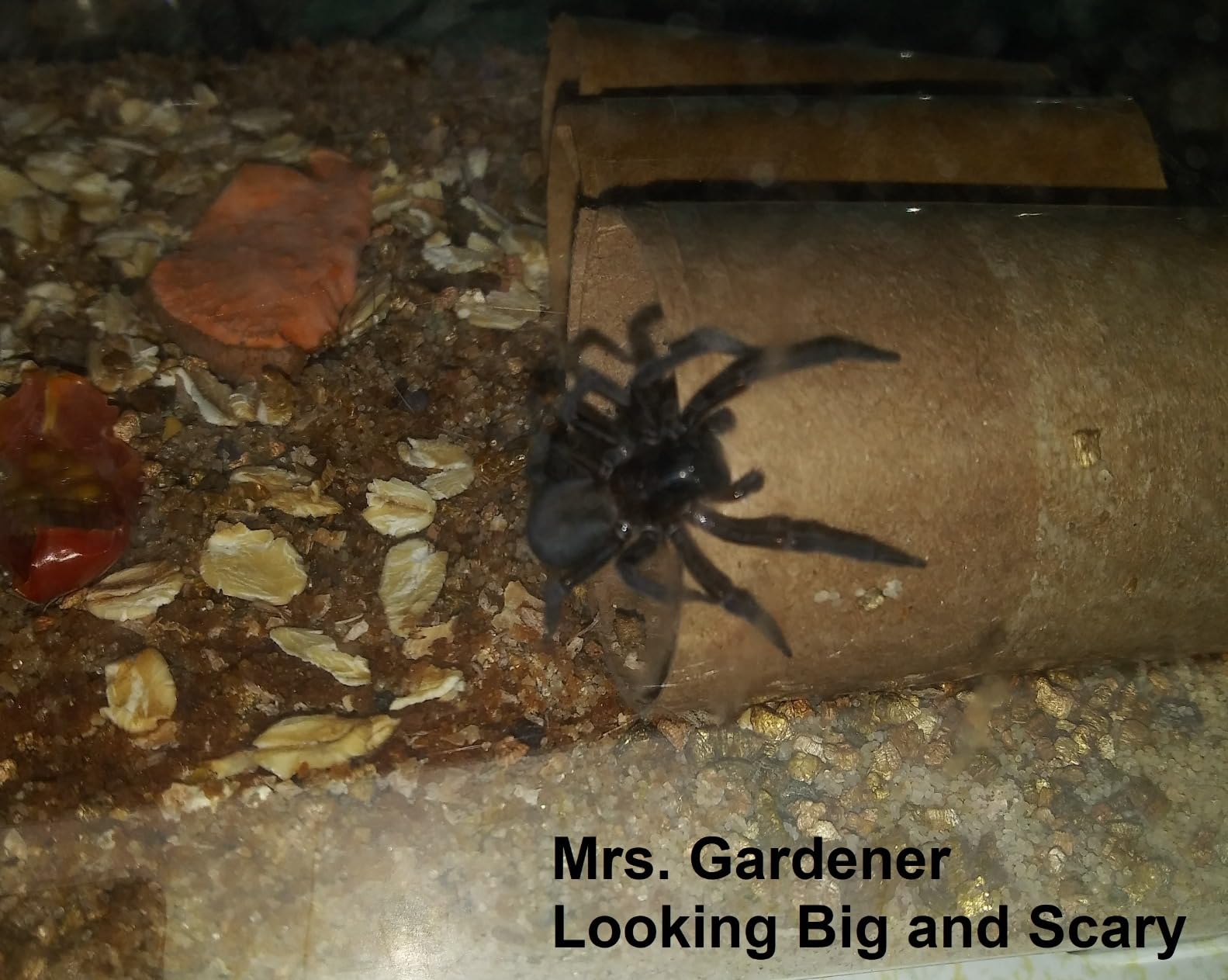 Exo Terra Faunarium Small PT2255 - Plastic Reptile Terrarium and Transport Container for Lizards, Spiders & Amphibians customer photo 1