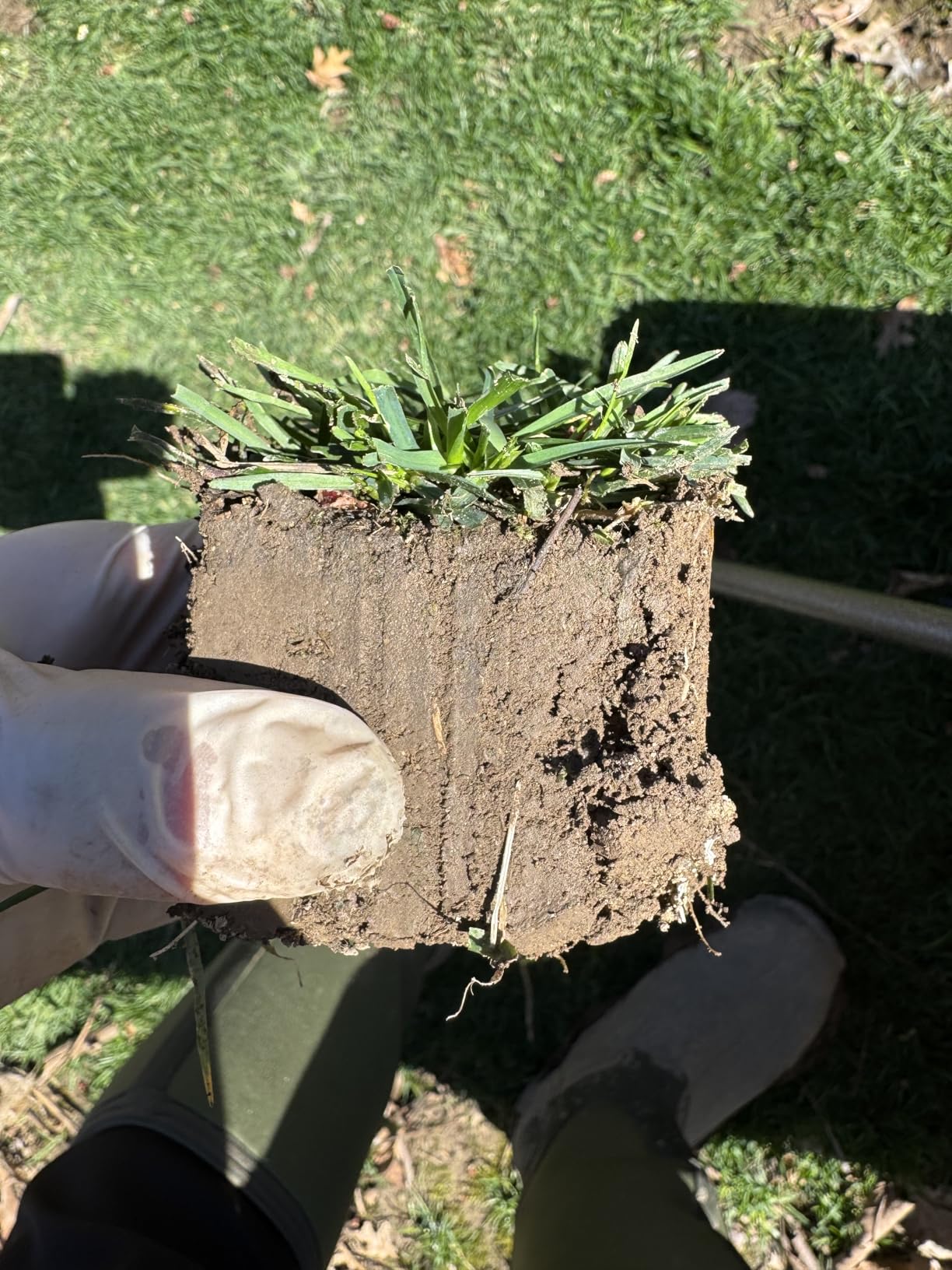 Yard Butler Sod Plugger Tool for Grass Plugs - Ergonomic No-Bend Lawn Repair for Zoysia, St. Augustine, and Bermuda - Durable Steel Grass Plugger with Soil Ejector - Professional Turf Tool customer photo 1