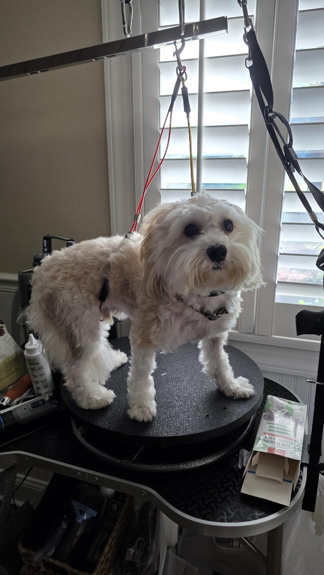 Master Equipment Pet Grooming Table for Pets, Blue customer photo 1
