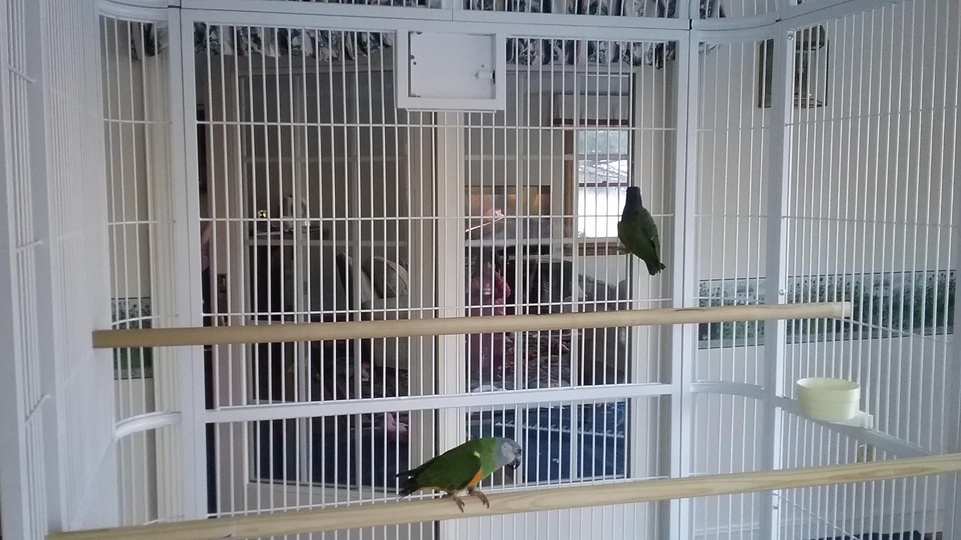 A&E Cage Co WI8662 Black Walk-in Bird Aviary - 86