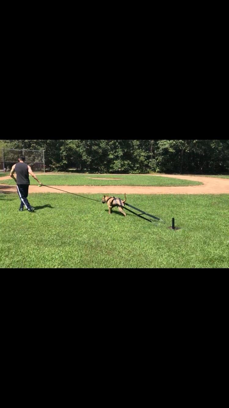 Bluedot Trading Power Running Training Speed Weight Sled - Push, Pull, and Drag customer photo 1