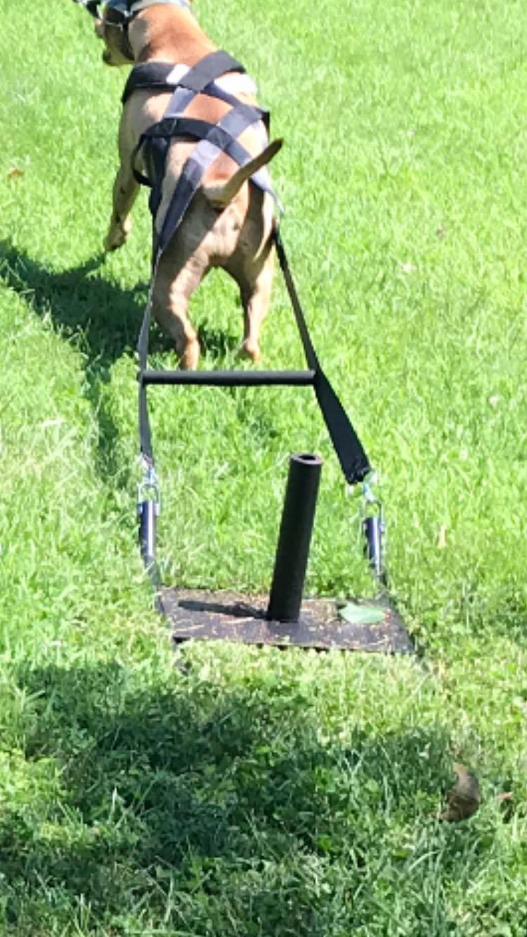 Bluedot Trading Power Running Training Speed Weight Sled - Push, Pull, and Drag customer photo 2