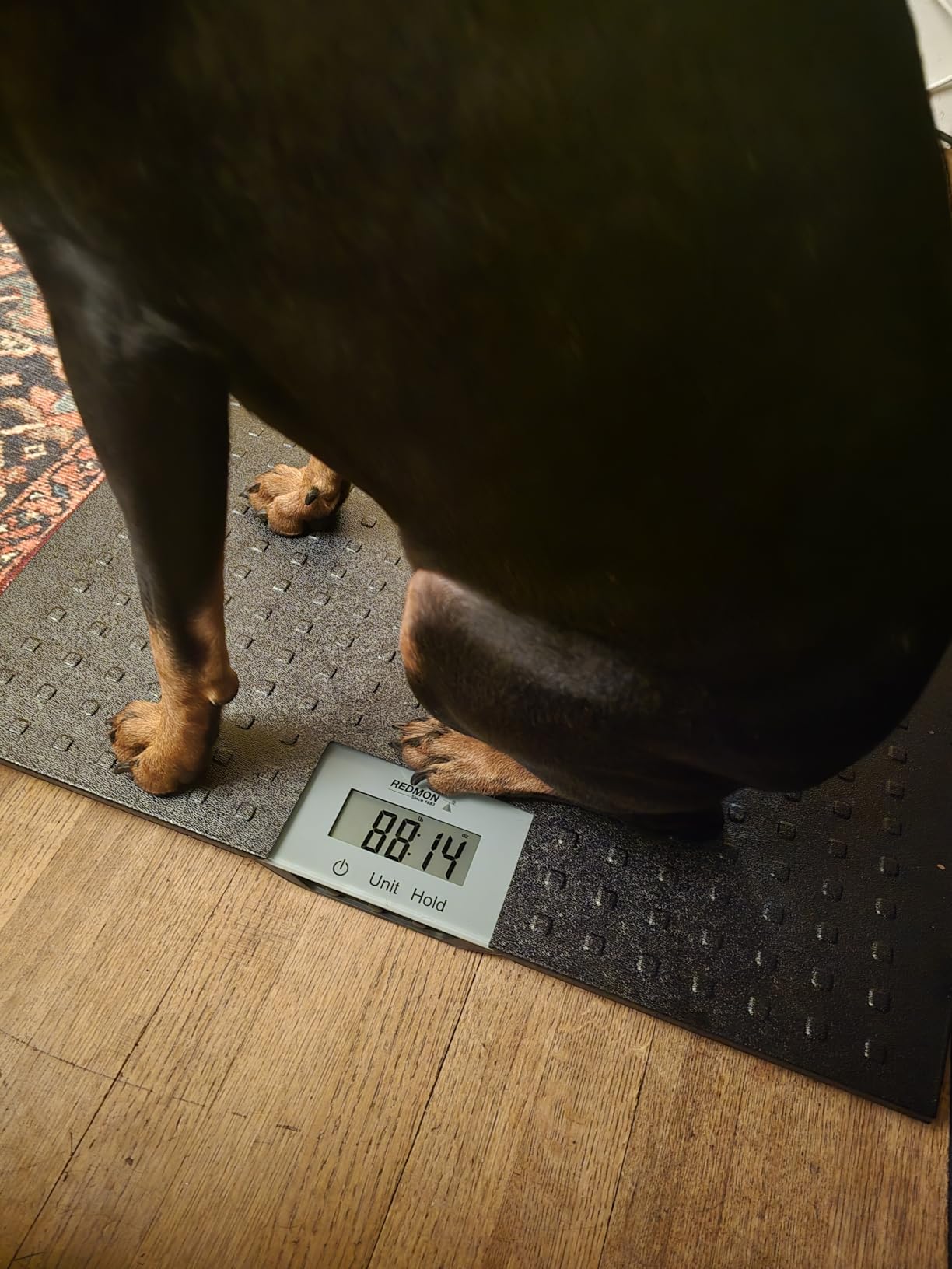 Redmon Digital Dog Scale for Large Pet & Animal with Non-Skid Mat, 225 Lb Capacity, Black - Portable Weighing Scale for Dogs, Puppies, Cats, and Livestock customer photo 2
