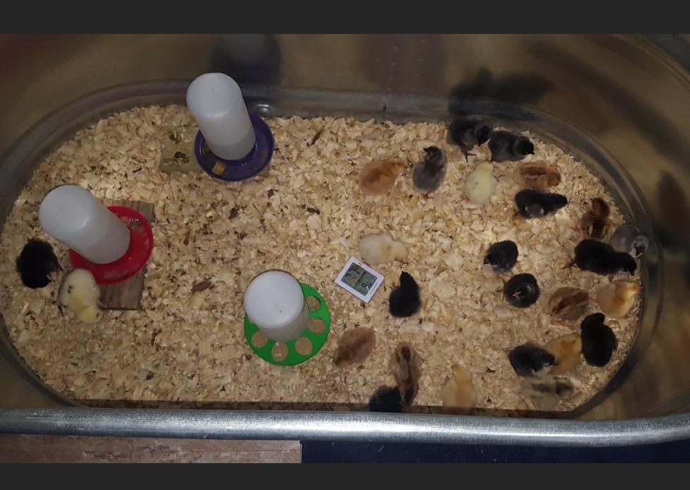 Farm Innovators 2100 Heated Still Air Incubator for 4 Dozen Eggs with Built in Hygrometer, Solid State Circuitry, and 2 Large Viewing Windows, White customer photo 8