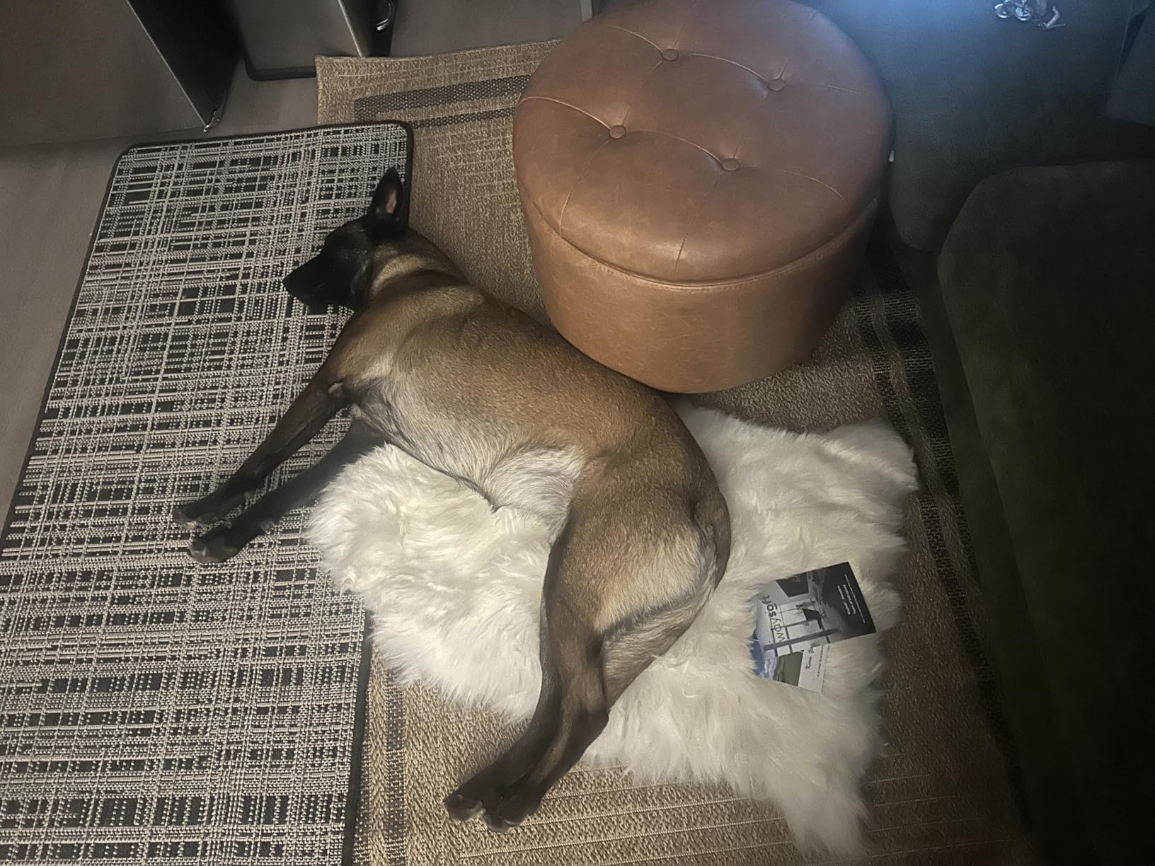 WaySoft New Zealand Sheepskin Area Rug - Genuine Fluffy Wool, Multiple Sizes, Bedroom or Living Room Decor (2ft x 3ft, Ivory) customer photo 1