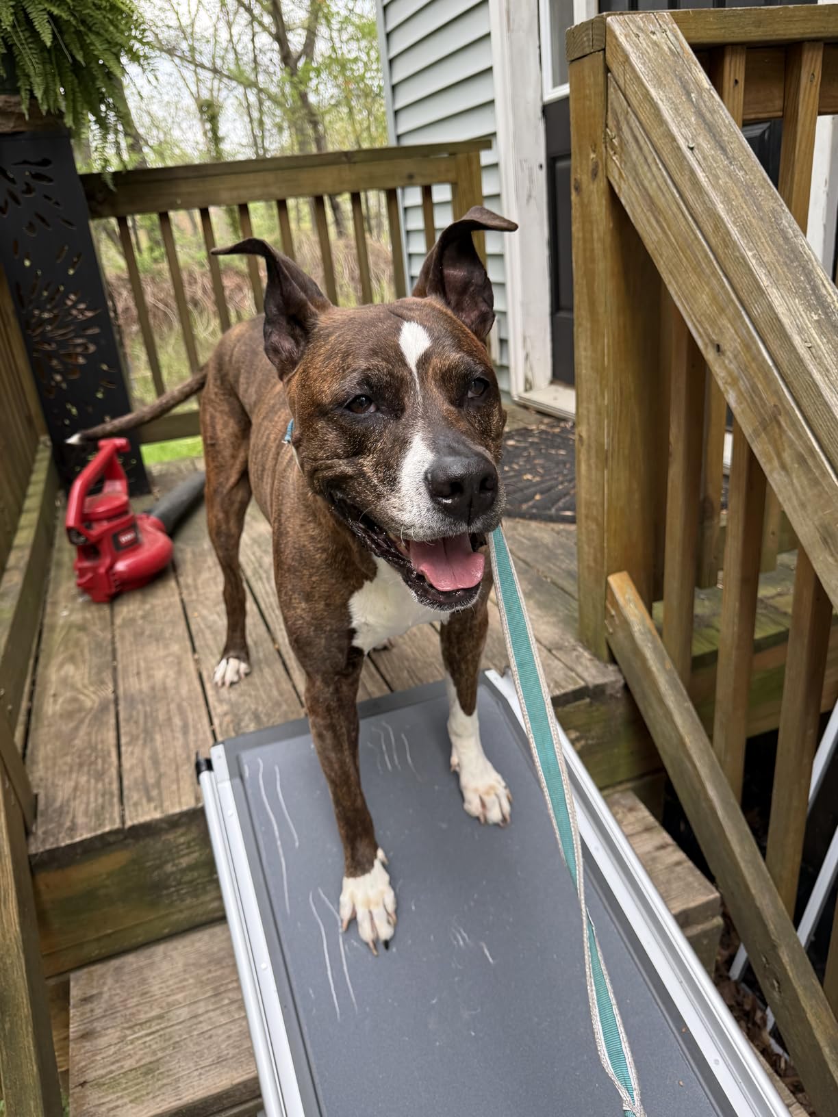 PetSafe Happy Ride Compact Telescoping Dog Ramp, Portable Pet Ramp for Cars, Trucks & SUVs with Adjustable Sizing customer photo 1