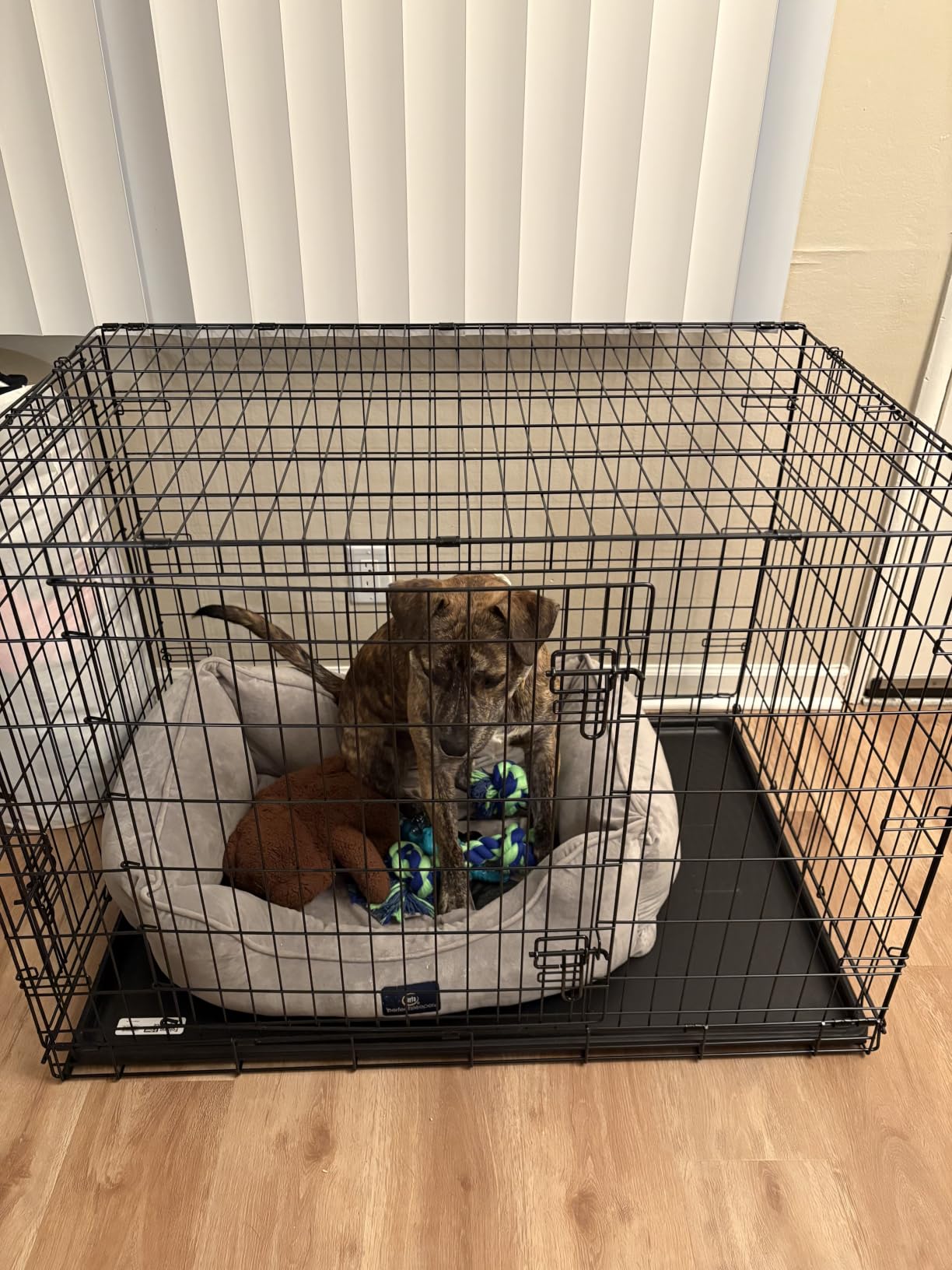 Midwest Homes for Pets 48-Inch New World Crate for Extra-Large Breeds, 90-110 lbs, Single Door Folding Dog Crate, Leak-Proof Tray & Secure Latch, Portable, Durable & Easy to Assemble customer photo 1
