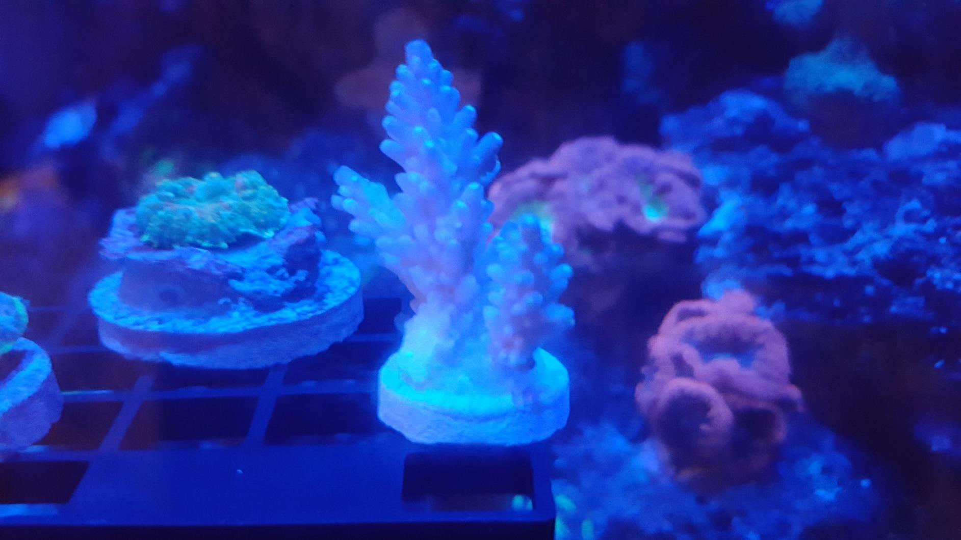 Oceans Wonders N52 Mag Rack Pro Magnetic Coral Frag Rack Holds Up To 30 Frag Plugs customer photo 1