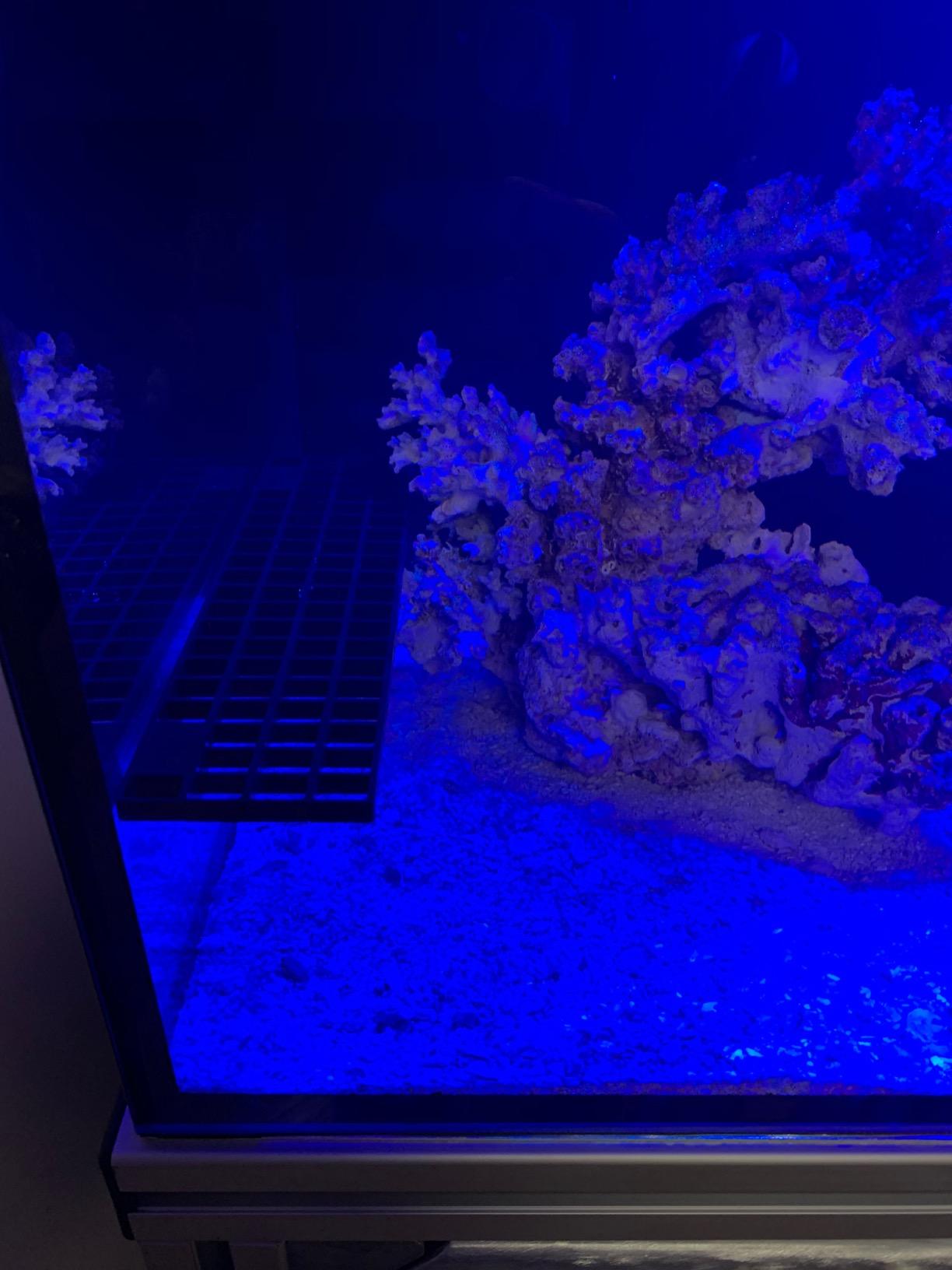 Oceans Wonders N52 Mag Rack Pro Magnetic Coral Frag Rack Holds Up To 30 Frag Plugs customer photo 2