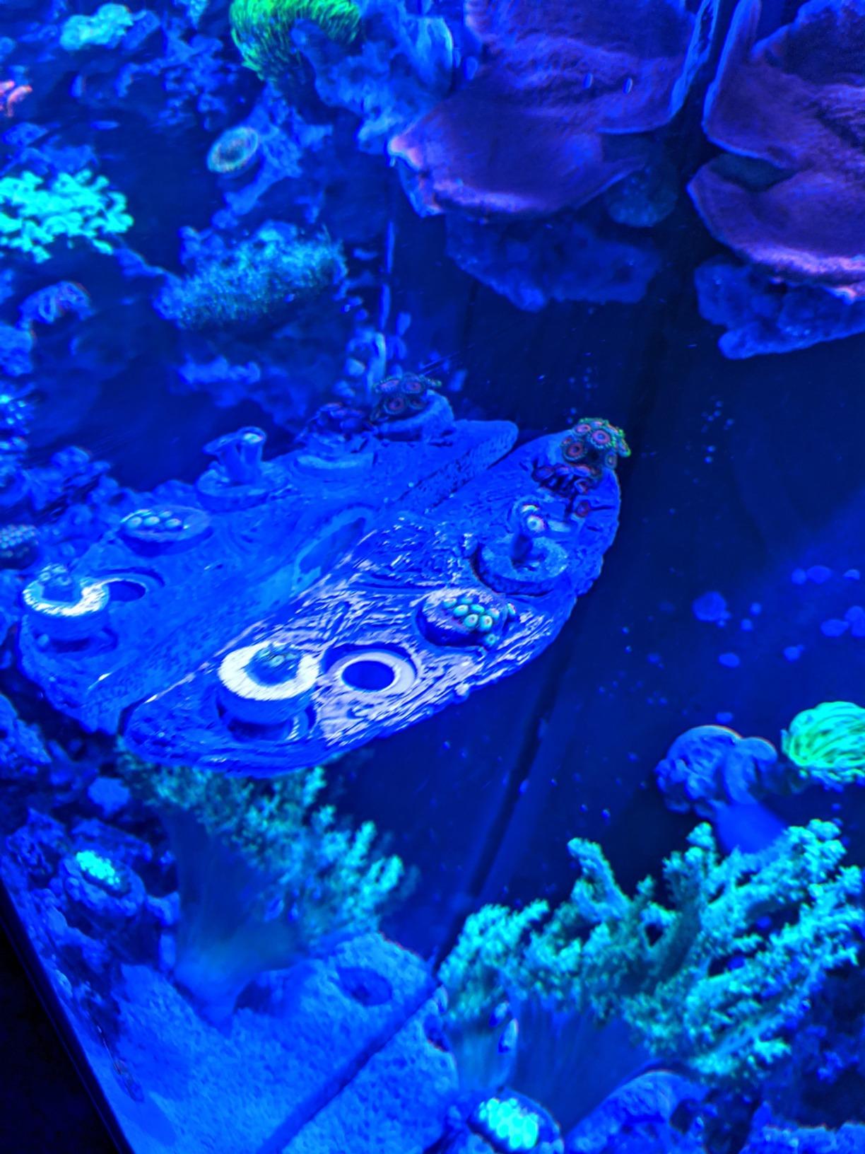 Oceans Wonders MAG Rock 6.0 Magnetic Coral Frag Rack Plug Holder with 6 Plugs customer photo 1