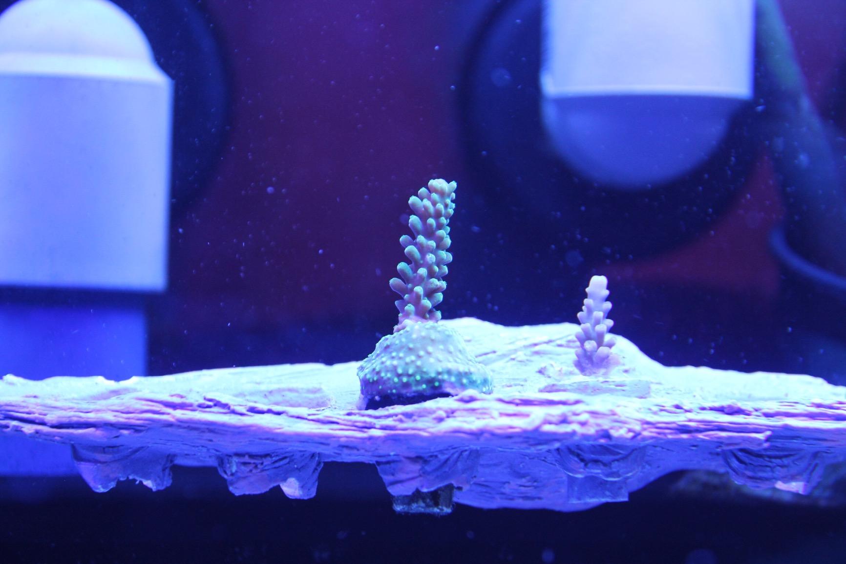 Oceans Wonders MAG Rock 6.0 Magnetic Coral Frag Rack Plug Holder with 6 Plugs customer photo 2