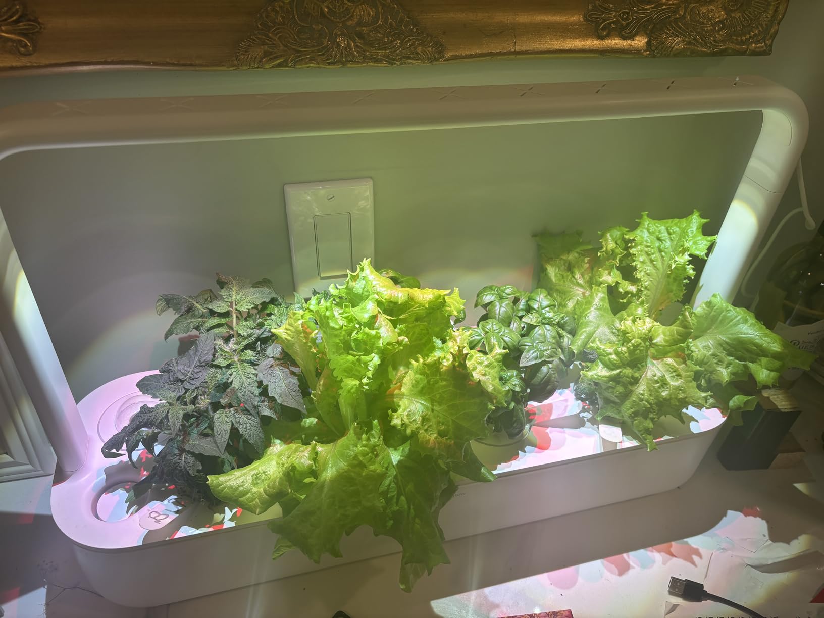 Click & Grow Indoor Herb Garden Kit with Grow Light | Easier Than Hydroponics Growing System | Smart Garden for Home Kitchen Windowsill | Vegetable & Herb Garden Starter Kit with 9 Plant pods, White customer photo 1