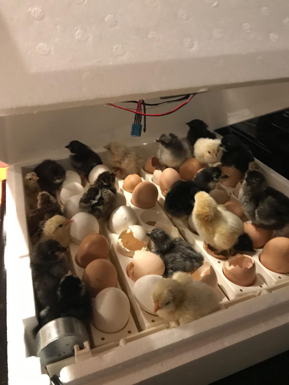 Farm Innovators Model 2450 Pro Series Digital Circulated Air Egg Incubator with Automatic Egg Turning and Humidity Control, 41 Egg Capacity customer photo 4
