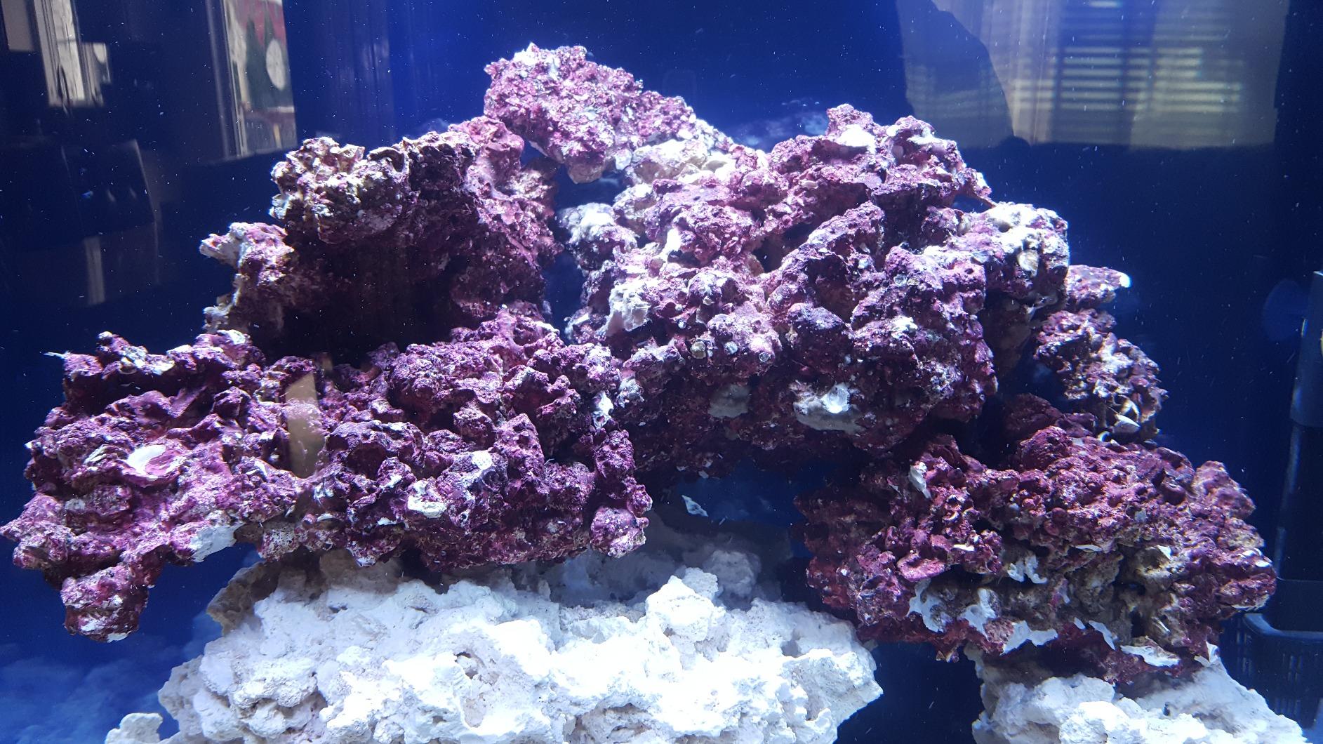 Premium Live Rock for Saltwater Aquariums (40 LB) Mixed Sizes customer photo 1