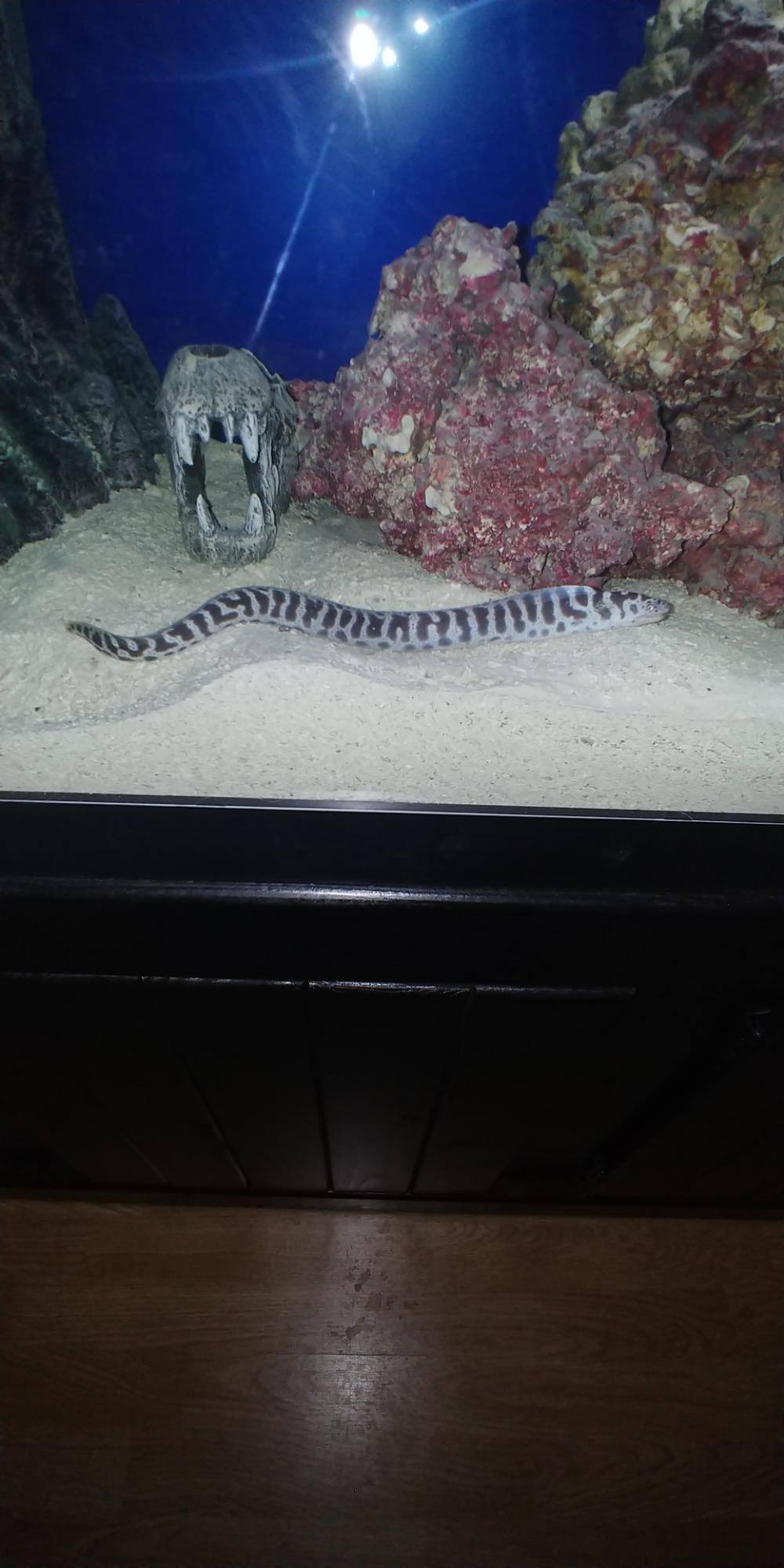 Premium Live Rock for Saltwater Aquariums (40 LB) Mixed Sizes customer photo 2