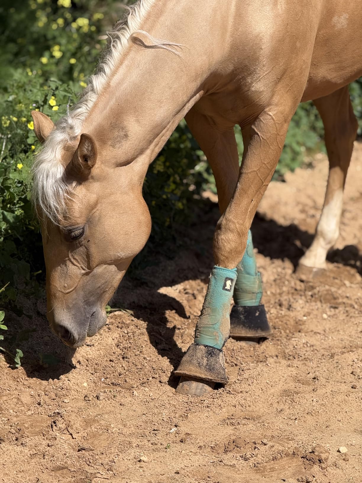 Classic Equine Legacy2 Support Boots, Front (White, Medium) customer photo 1