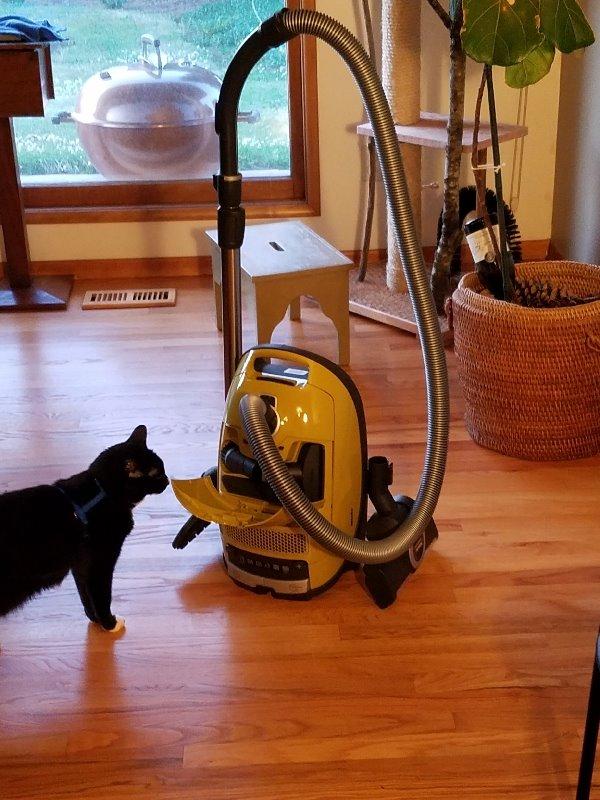 Miele Complete C3 Calima Bagged Canister Vacuum Cleaner with Turbobrush floorhead, Suitable for Low-Medium Pile Carpet and Hard Floors, in Curry Yellow customer photo 2