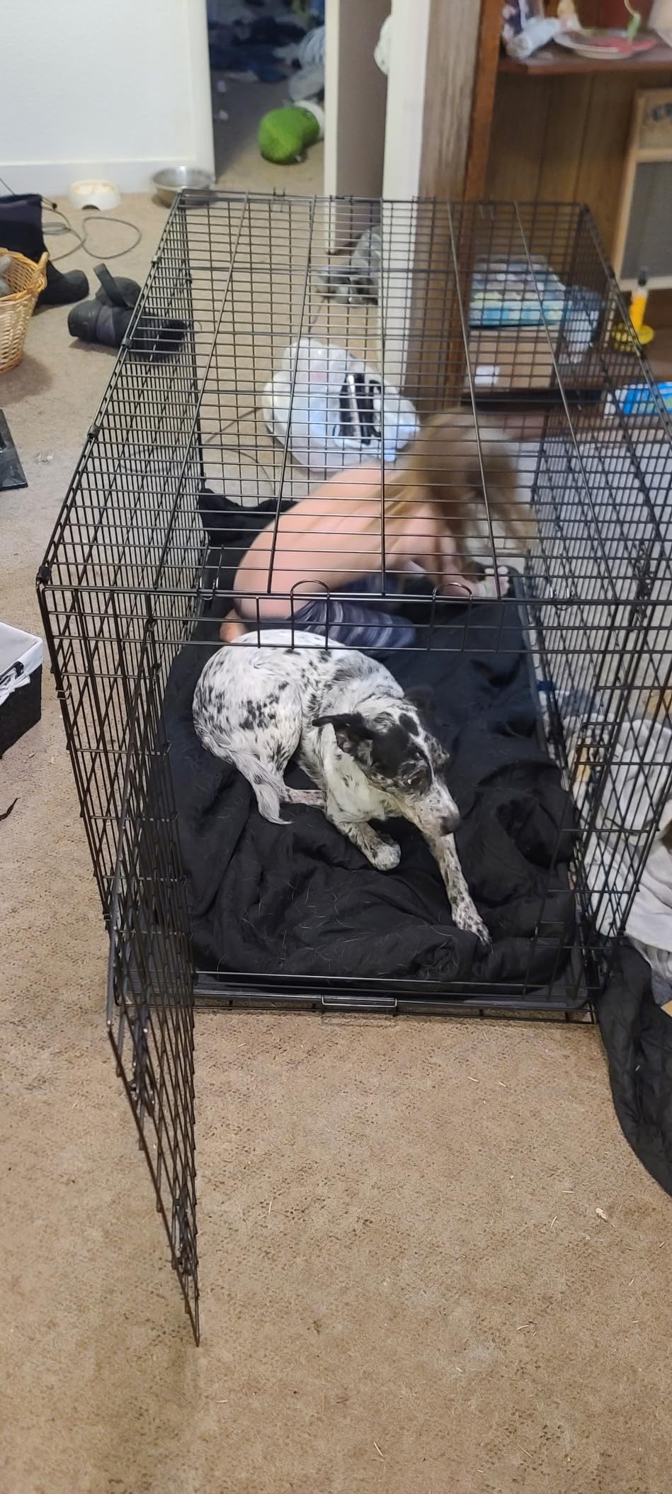 BestPet 48