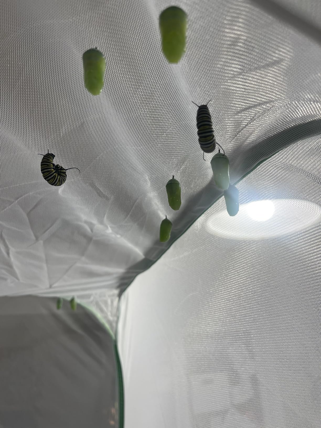 4 Feet Extra Large Monarch Butterfly Habitat, Giant Collapsible Insect Mesh Cage Terrarium Pop-up (White + Green, 28 x 28 x 48 Inches) customer photo 1