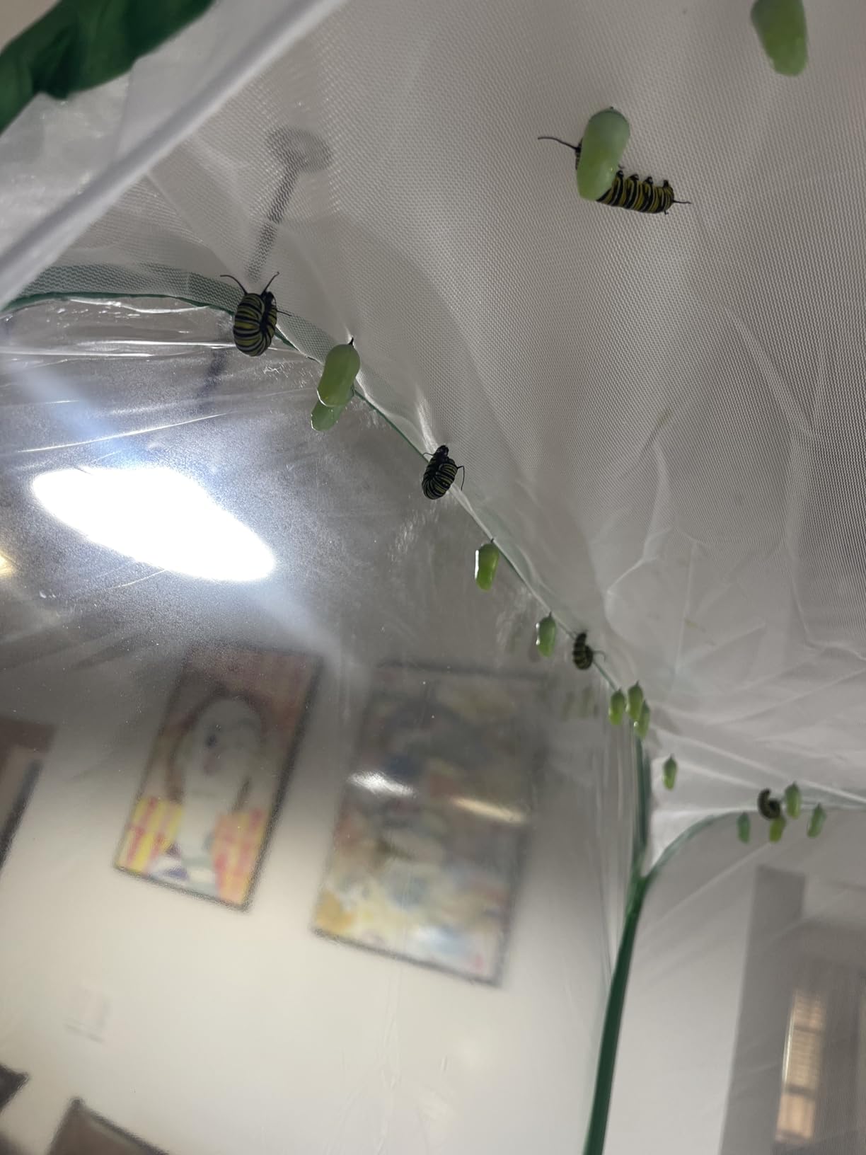4 Feet Extra Large Monarch Butterfly Habitat, Giant Collapsible Insect Mesh Cage Terrarium Pop-up (White + Green, 28 x 28 x 48 Inches) customer photo 2
