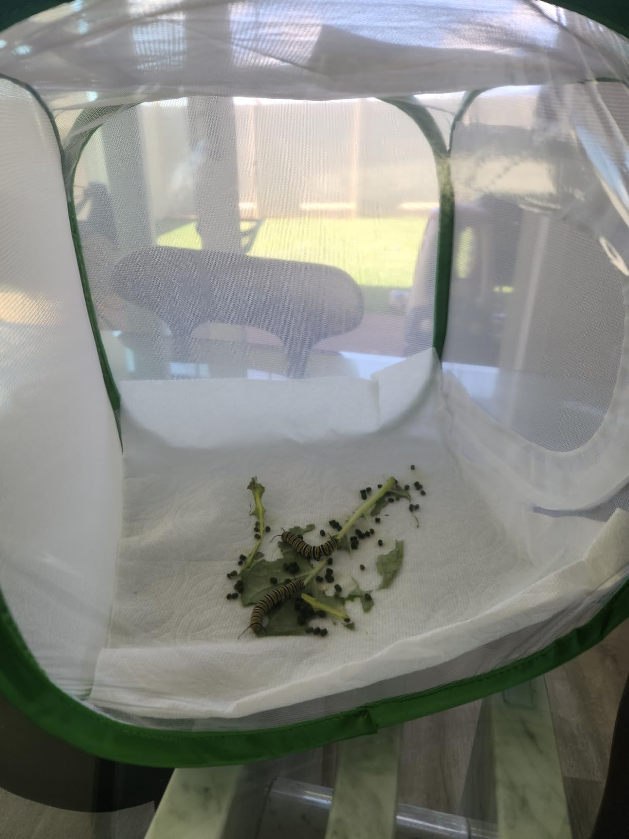 RESTCLOUD Insect and Butterfly Habitat Cage Terrarium Pop-up 24 Inches Tall with Zipper Protection customer photo 2