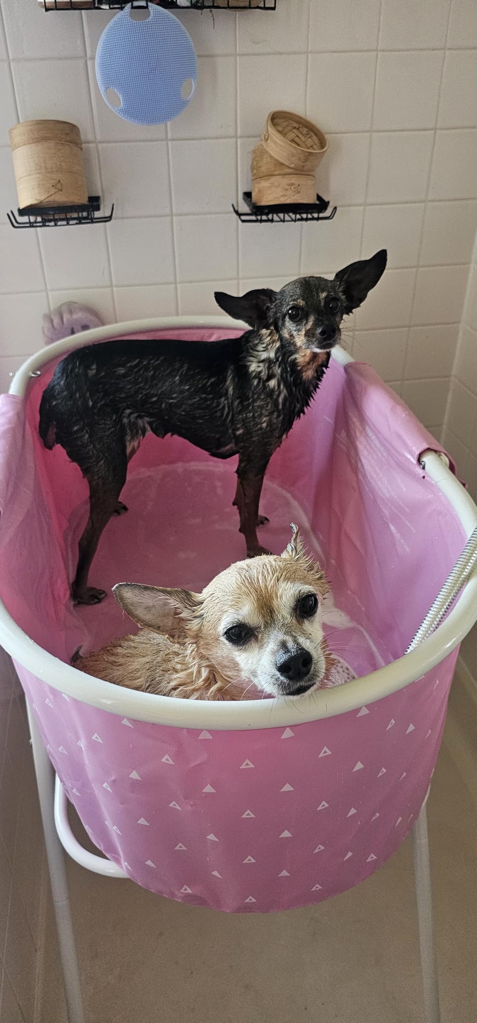 Furesh Little Dipper Dog Bath Tub and Wash Station for Bathing Shower and Grooming, Elevated Foldable and Portable, Indoor and Outdoor, for Small and Medium Size Dogs, Cats and Other Pet (Blue) customer photo 1