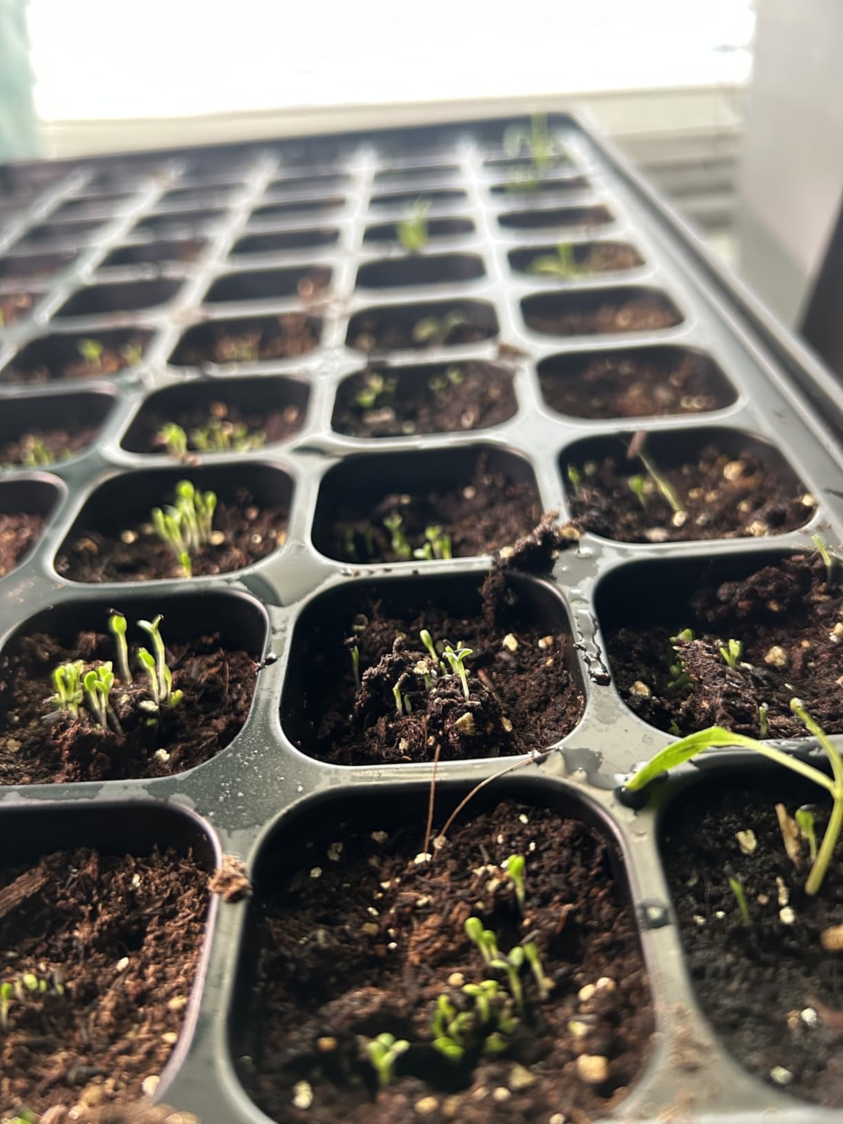 SOLIGT 2 Set 60-Cell Seed Starter Kit - Strong Seed Trays with Humidity Domes, Cell Trays and Seedling Heat Mats - Cloning, Propagation and Germination Station customer photo 1