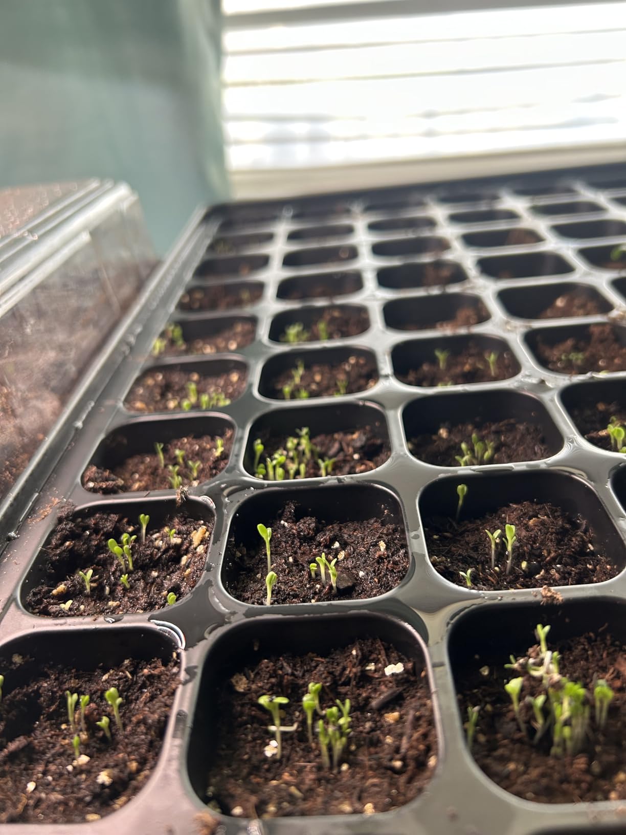 SOLIGT 2 Set 60-Cell Seed Starter Kit - Strong Seed Trays with Humidity Domes, Cell Trays and Seedling Heat Mats - Cloning, Propagation and Germination Station customer photo 2
