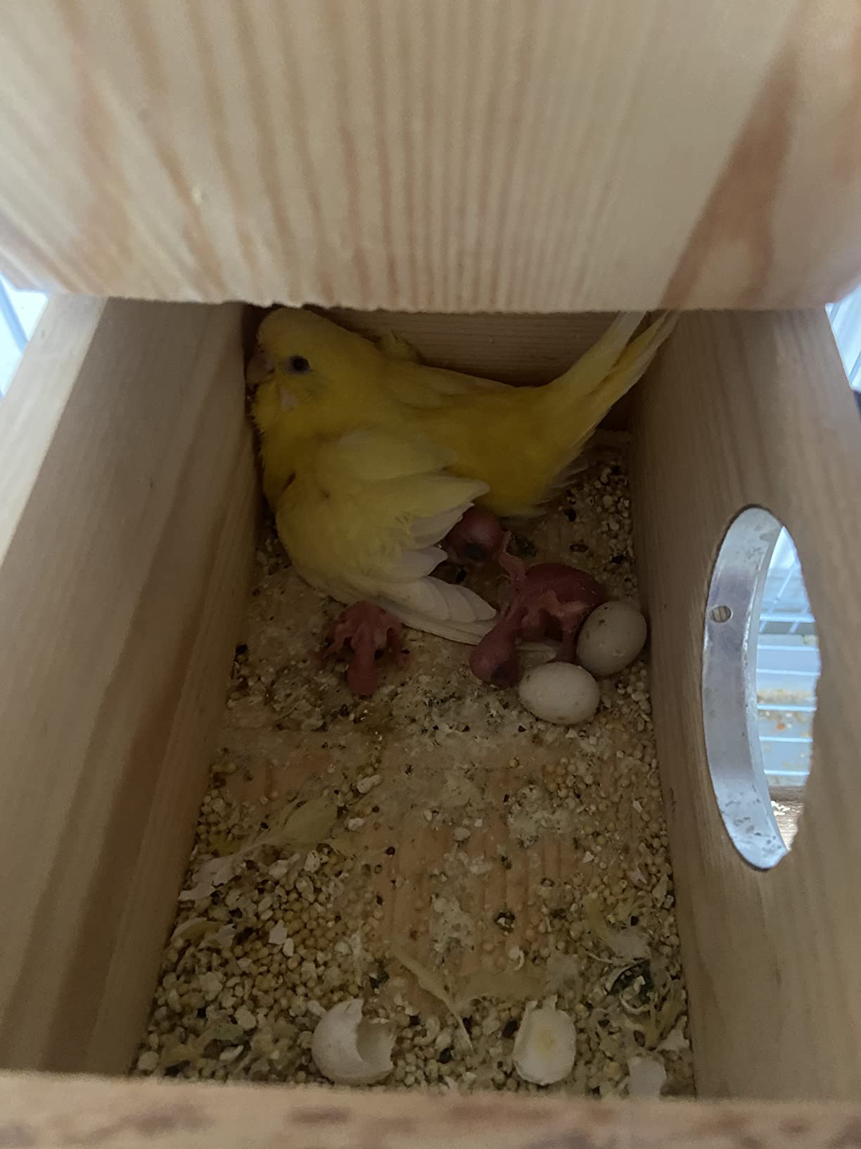 Hamiledyi 2PCS Parakeet Nesting Box customer photo 1