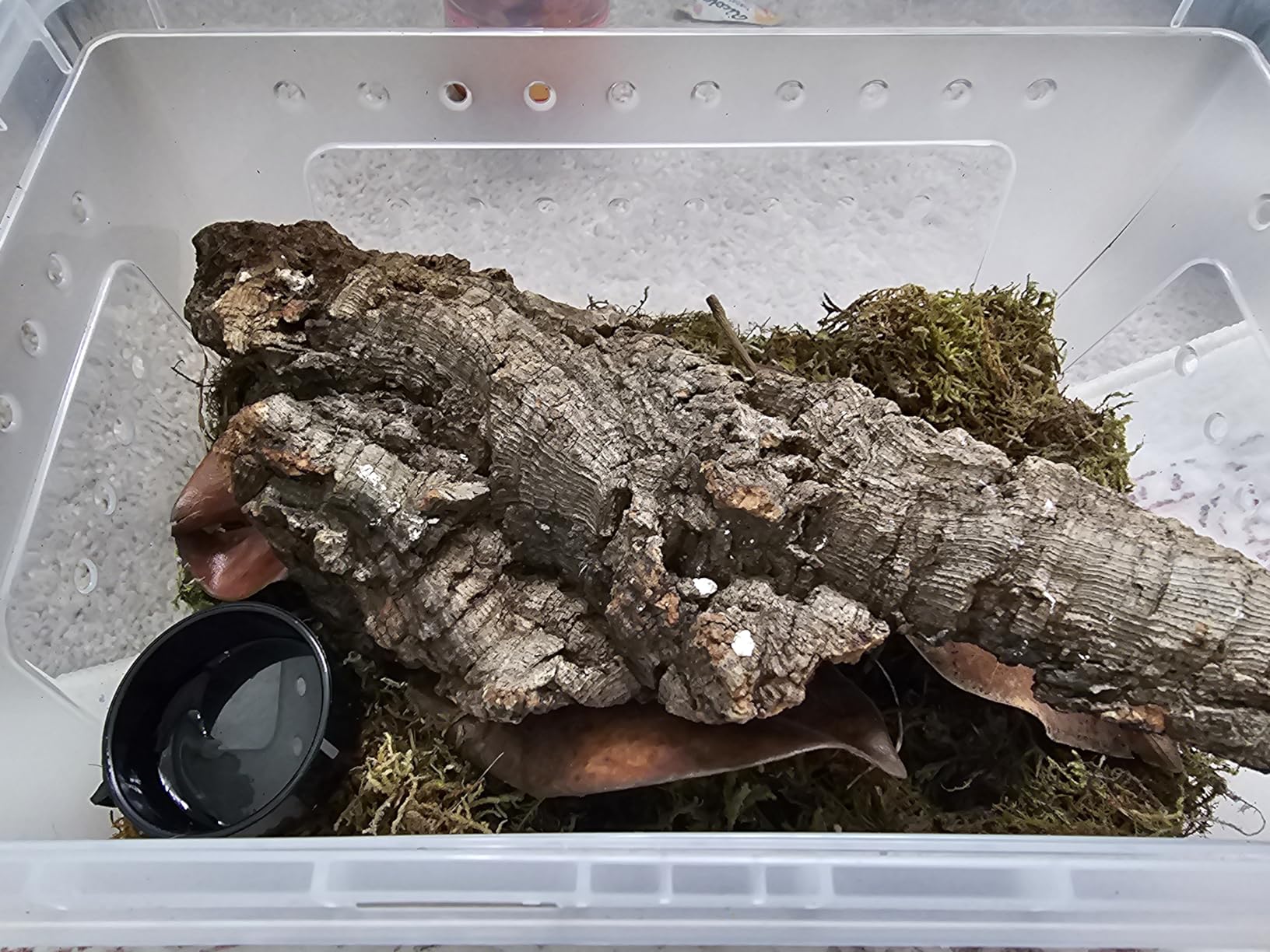 Happy Habitat (Large) - Ventilated Enclosure & Breeder Box - for Live Feeder Insects, Reptiles, Amphibians & Other Small Pets - Durable Plastic Portable Terrarium customer photo 1