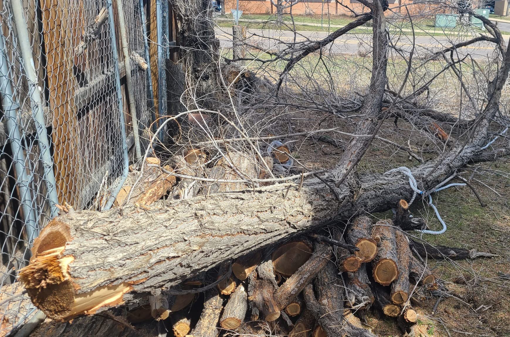 Arborist Bull Rope | High Strength Polyester | Tree Hoist Rigging Line | 1/2 inch x 150 feet, no Eye Splice customer photo 1