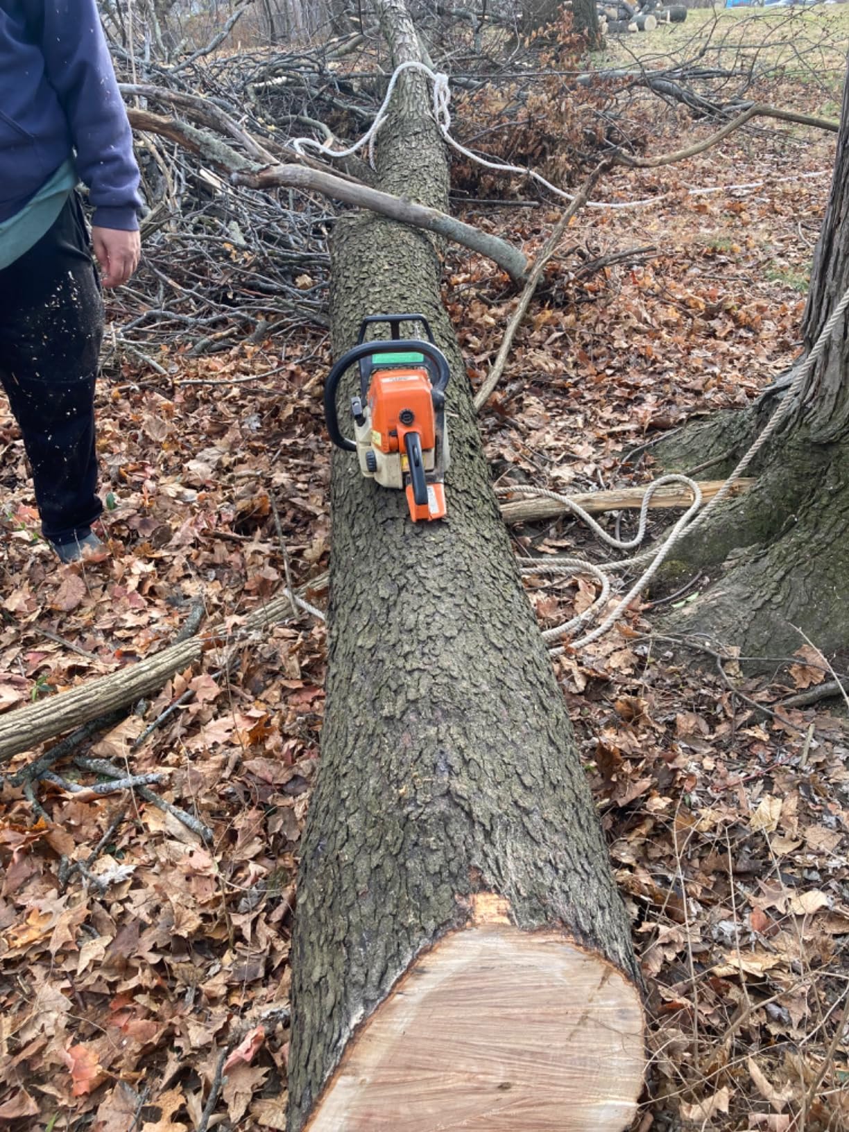 Arborist Bull Rope | High Strength Polyester | Tree Hoist Rigging Line | 1/2 inch x 150 feet, no Eye Splice customer photo 2