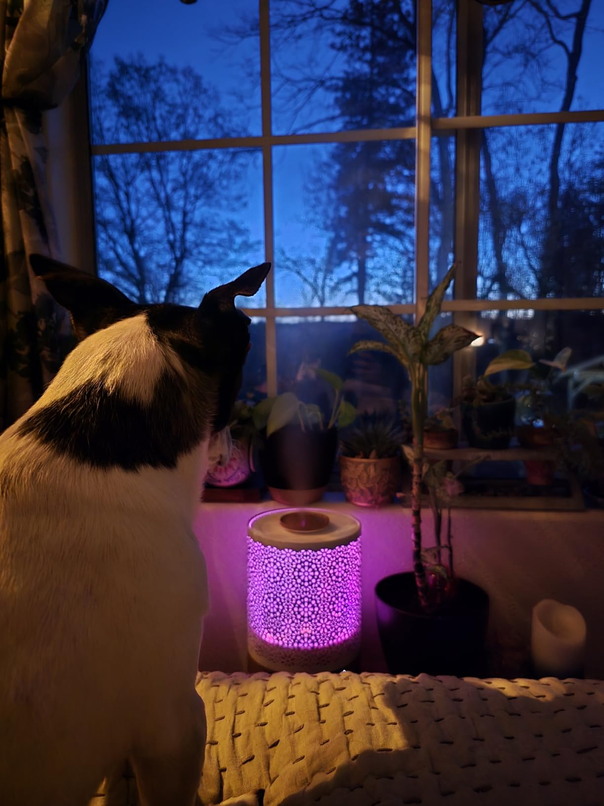 BlueHills 2500 ML XL Essential Oil Diffuser for Large Room Aroma Humidifier Home Decor Bed Baby Room Big Huge 2.5 L Capacity Long Run Color Lights Decorative Design High Mist Dark Wood Grain F004 customer photo 2