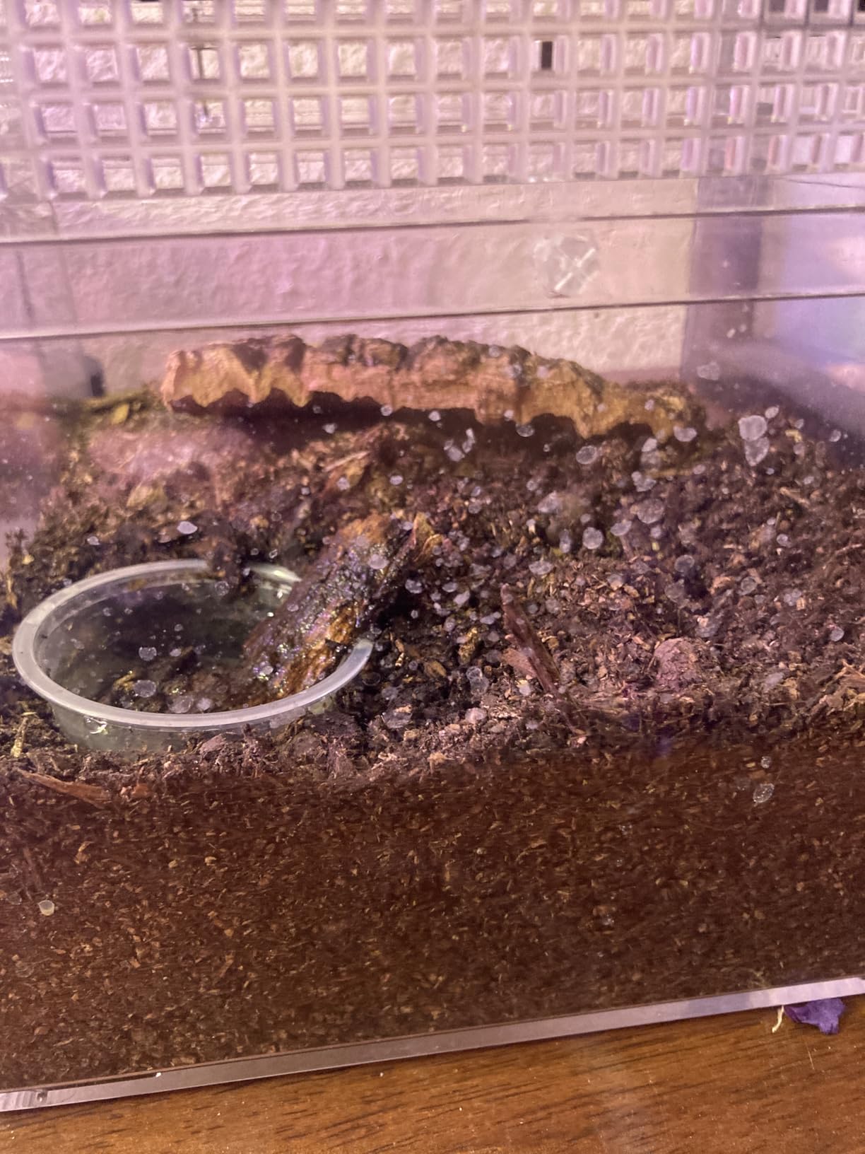 Reptile Growth mini Reptile Terrarium, 8