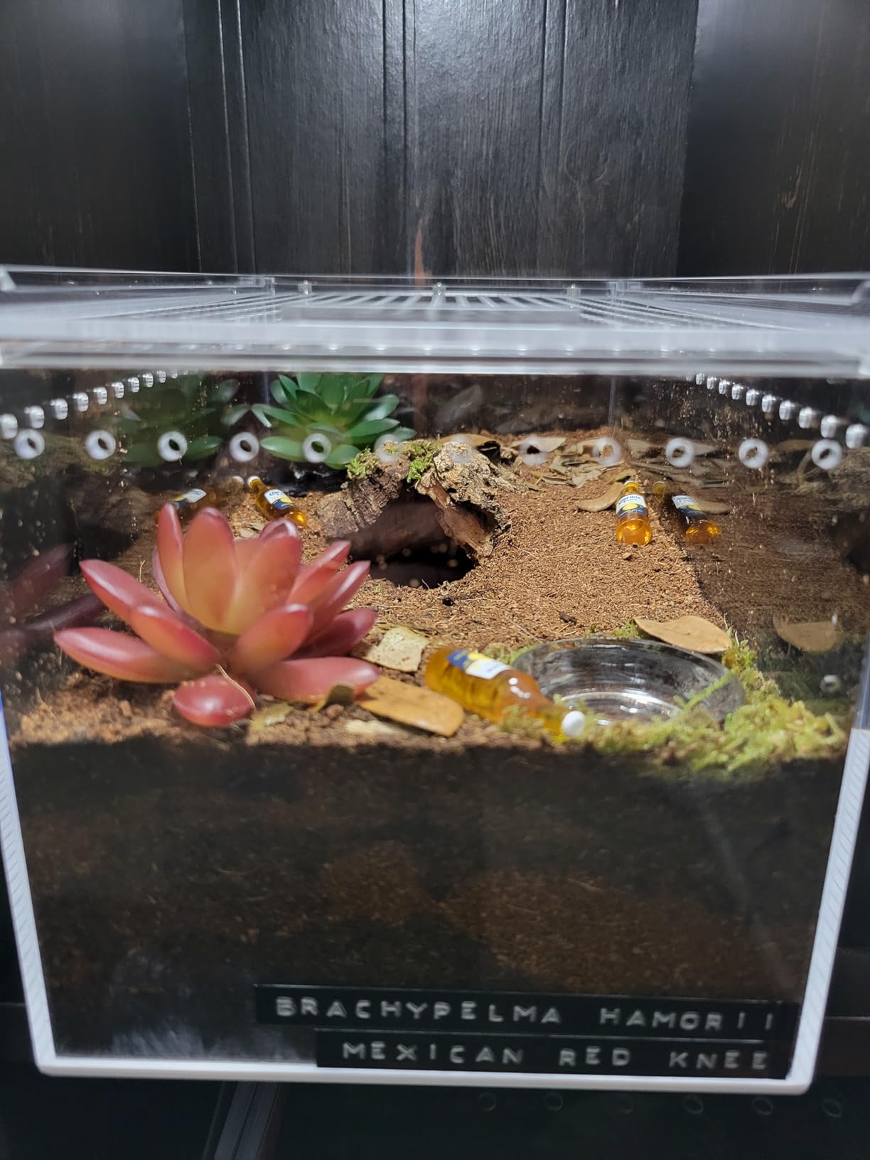 NANEEZOO Magnetic Acrylic Enclosure 10x6x6 Inch Tall Long Case Reptile Habitat Terrarium Cage for Tarantula Scorpion Sling Isopods Lizards Invertebrates Insect Mantis customer photo 1
