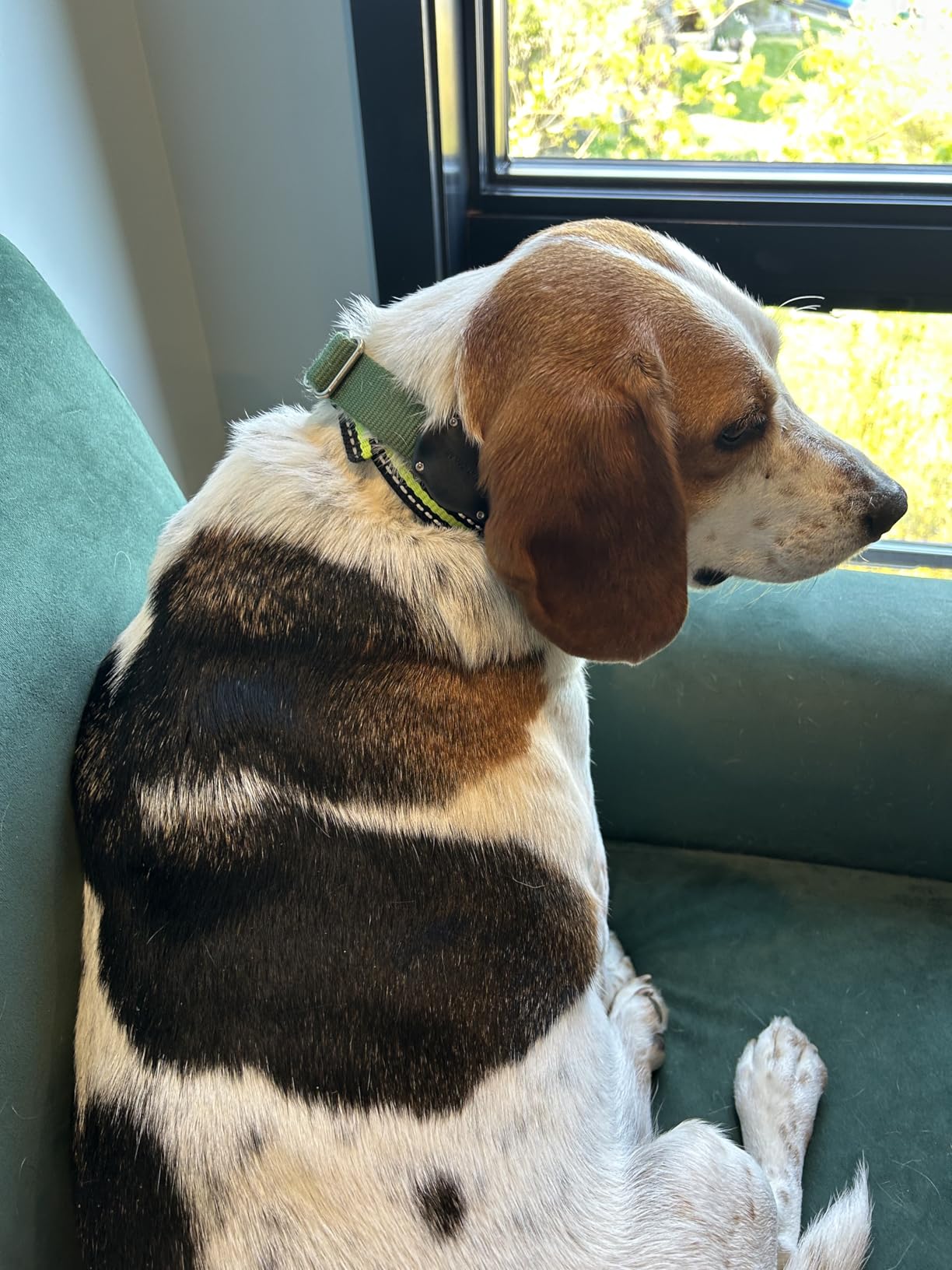 Elevation Lab AirTag Dog Collar Holder - Waterproof | Secure, Durable, Fits Any Collar Width, Doesn't Dangle, Comfortable customer photo 2