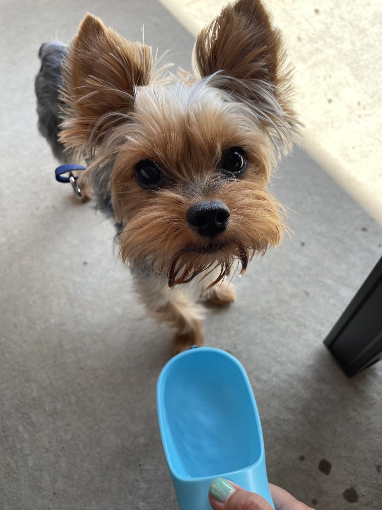 Cibaabo Dog Water Bottle with Food Container, Travel Puppy Water Bowl, Portable Pet Dispenser, Dog Gift Stuff Accessories Items, Puppy Essentials Necessities for Yorkie Cat Walking and Hiking customer photo 2