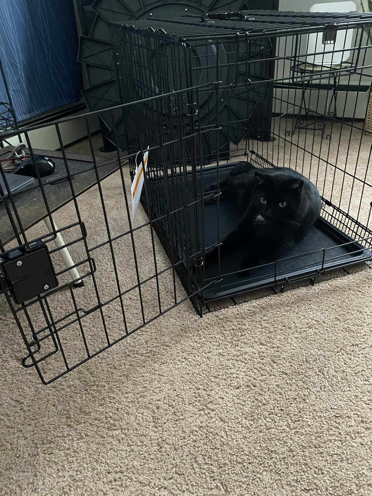 Amazon Basics Portable, Foldable Metal Wire Dog Crate with Removable Tray, Single Door, Divider Panel, Quick Setup, 30 x 19 x 21 in, Black customer photo 2