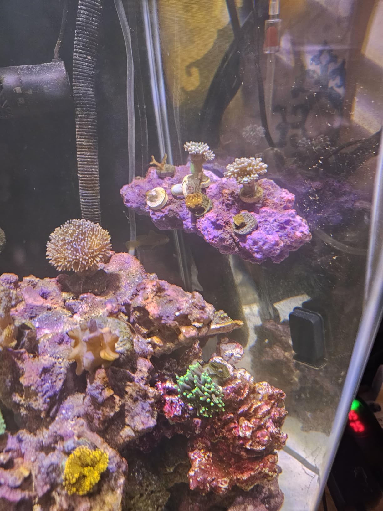Magnetic Reef Coral Frag Rack Floating Rock Strong N52 Magnets for 1/2