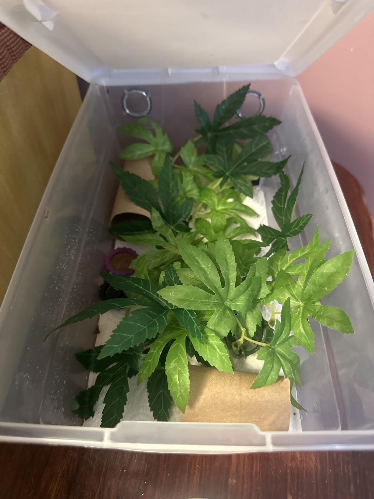 Vented Vivarium Enclosure 6 Quart Terrarium Container for Reptiles, Isopods & Invertebrates customer photo 1