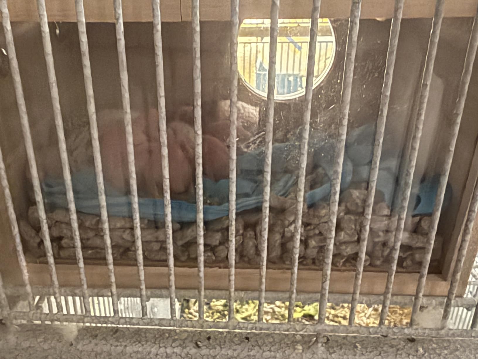 Rypet Parakeet Nesting Box Transparent Design customer photo 1