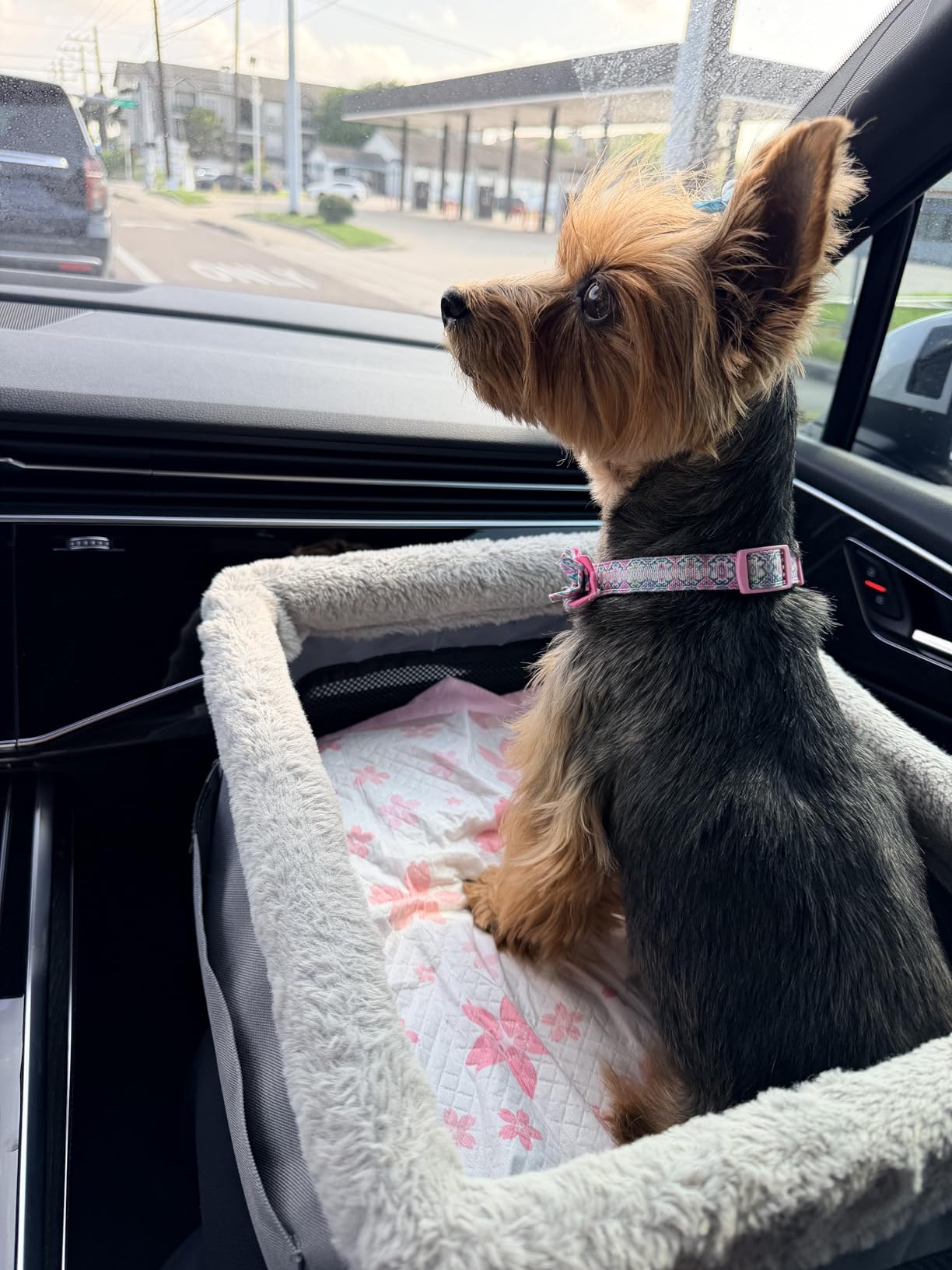 JOEJOY Deluxe Dog Booster Seat with Sturdy Metal Frame and Safety Leash for Small Pets up to 20 lbs - Portable Puppy Dog Car Seat with Thick Cushion and Storage Pockets for Small Dogs customer photo 2