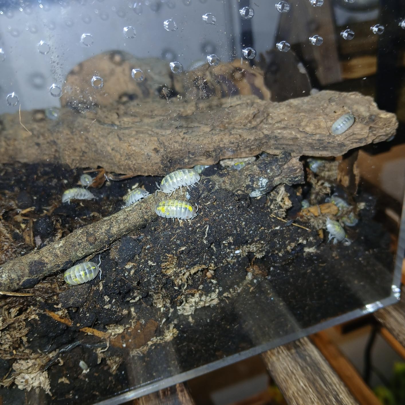 Reptile Terrarium, 6.8